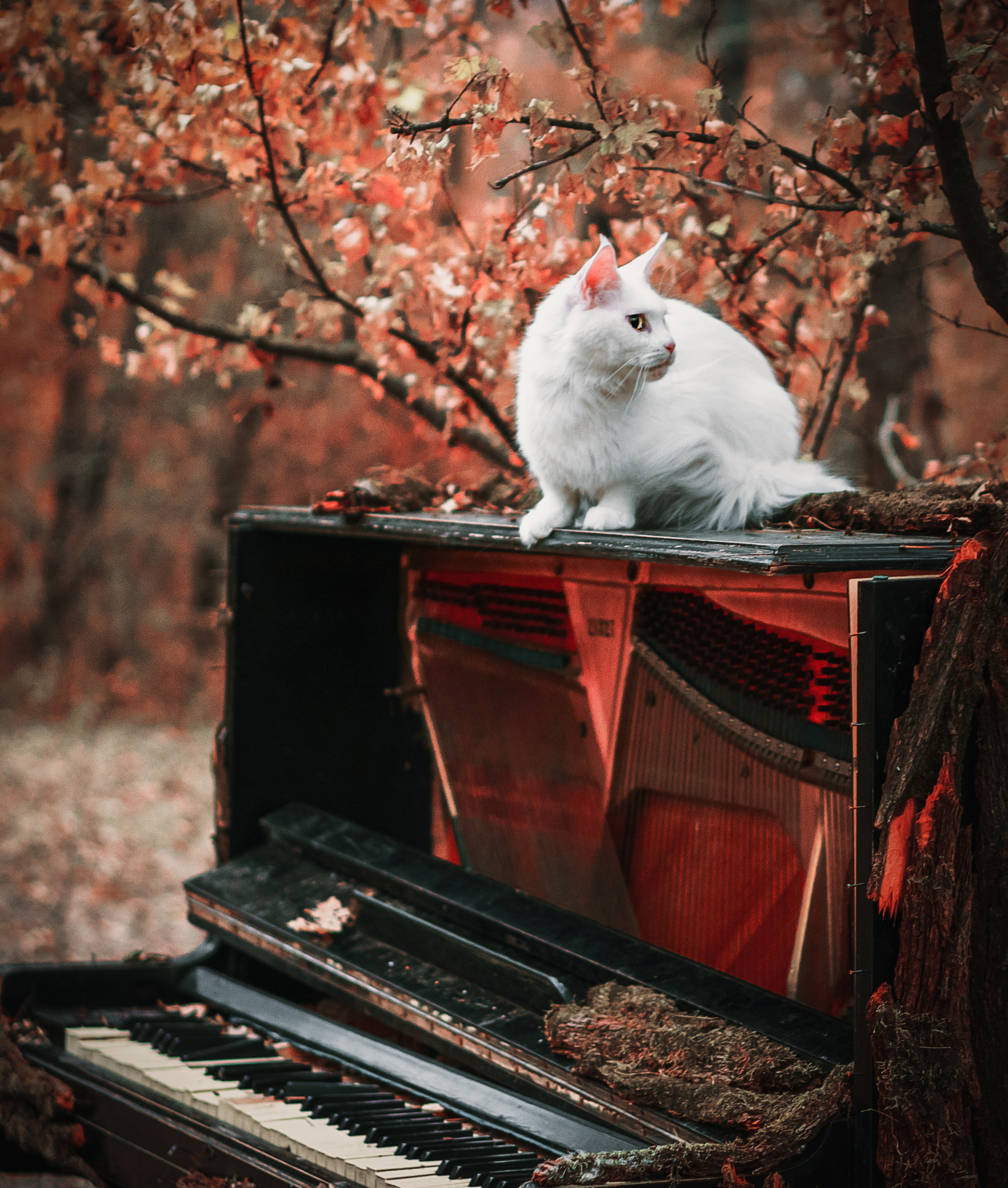 Контент с животными. Фотограф Олег Сотник