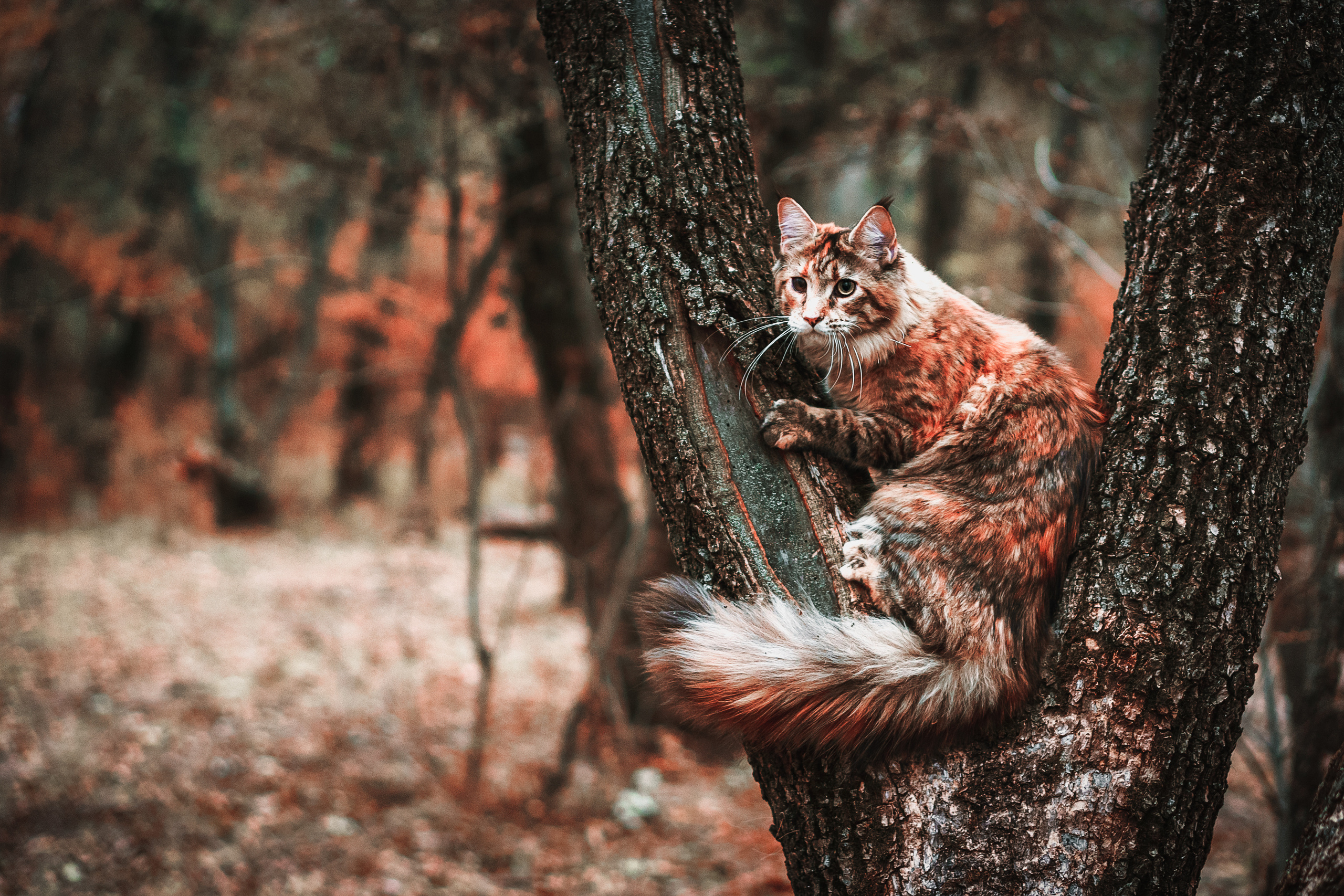 Контент с животными. Фотограф Олег Сотник