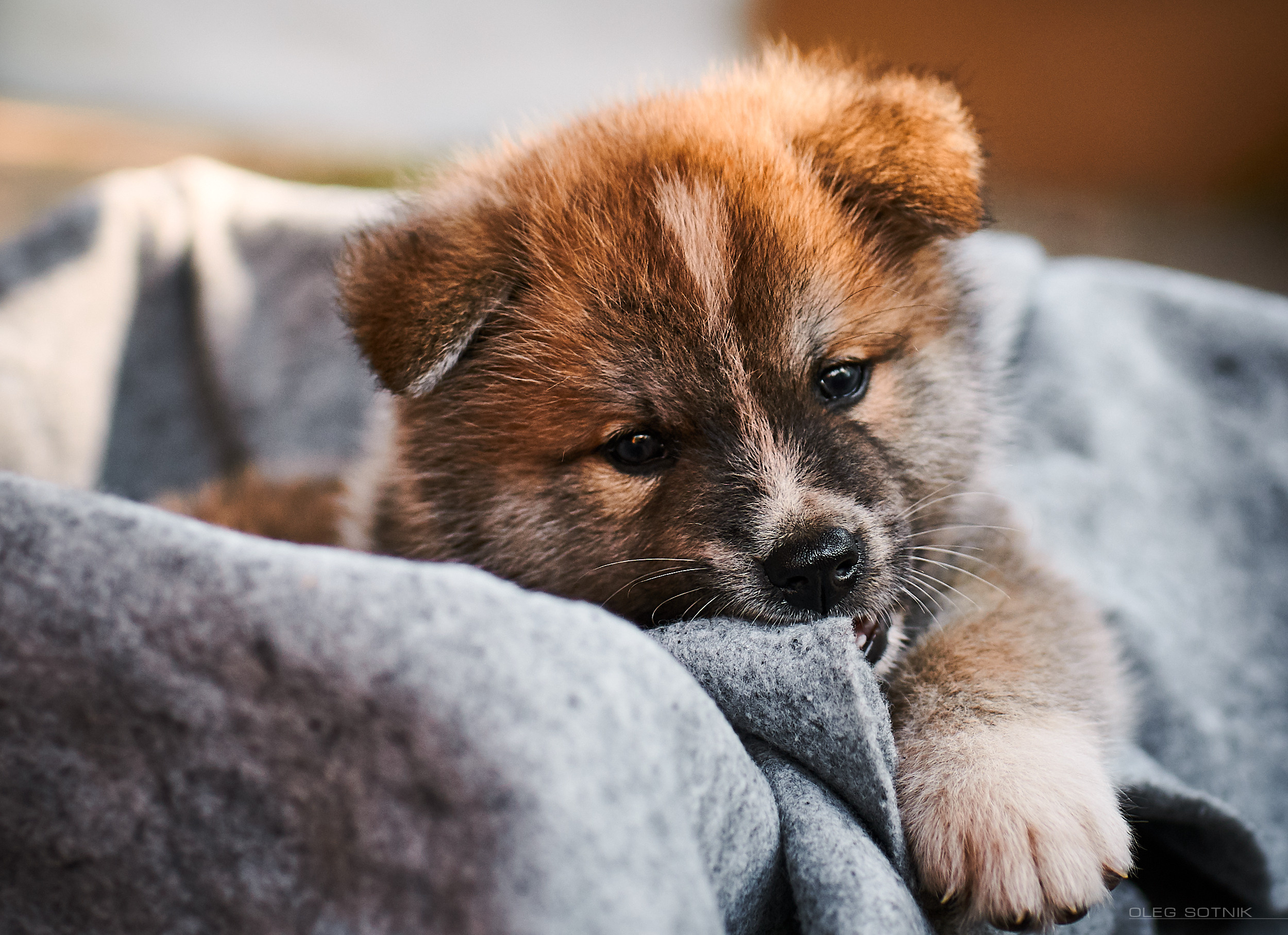 Контент с животными. Фотограф Олег Сотник
