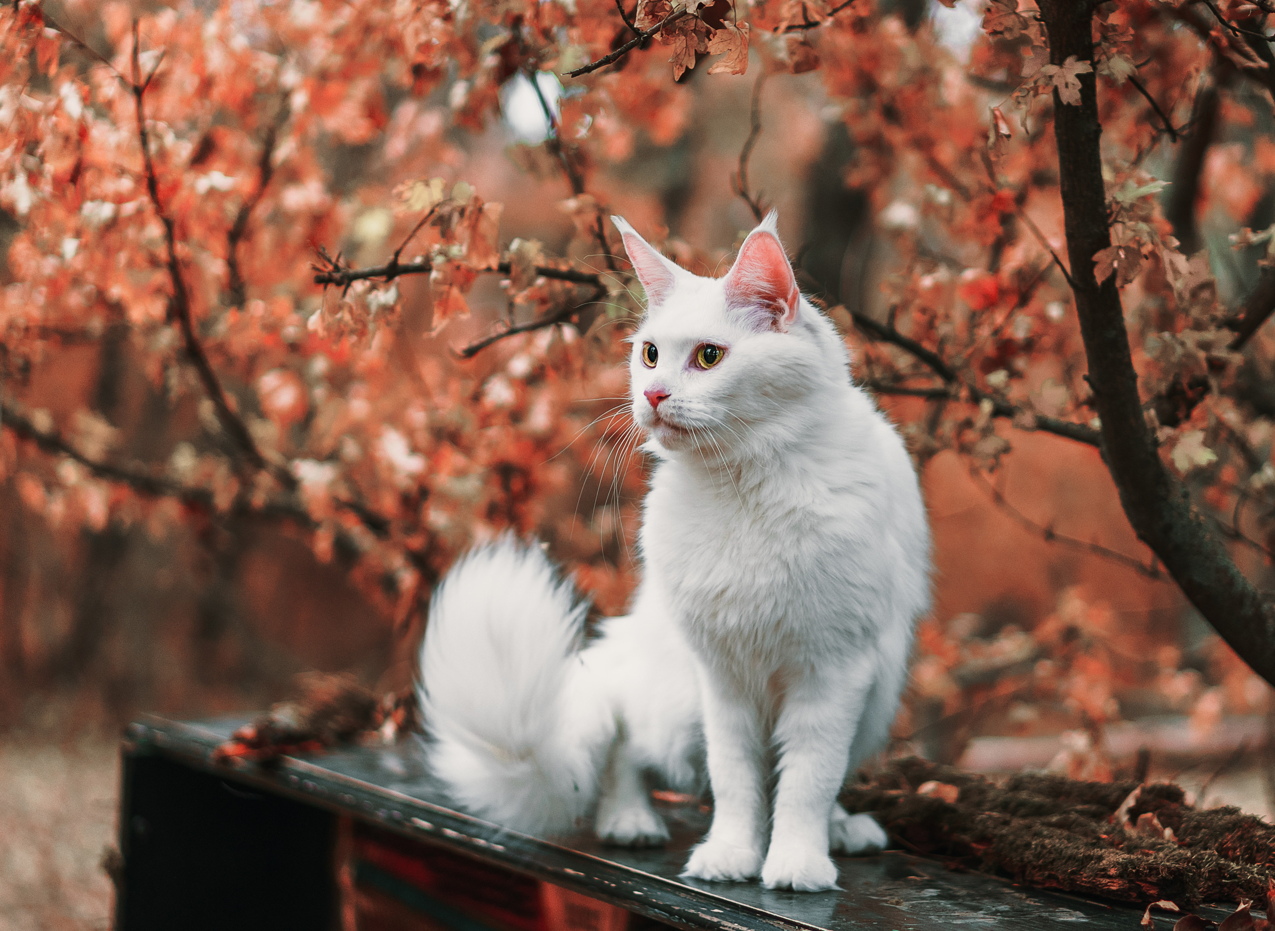 Контент с животными. Фотограф Олег Сотник