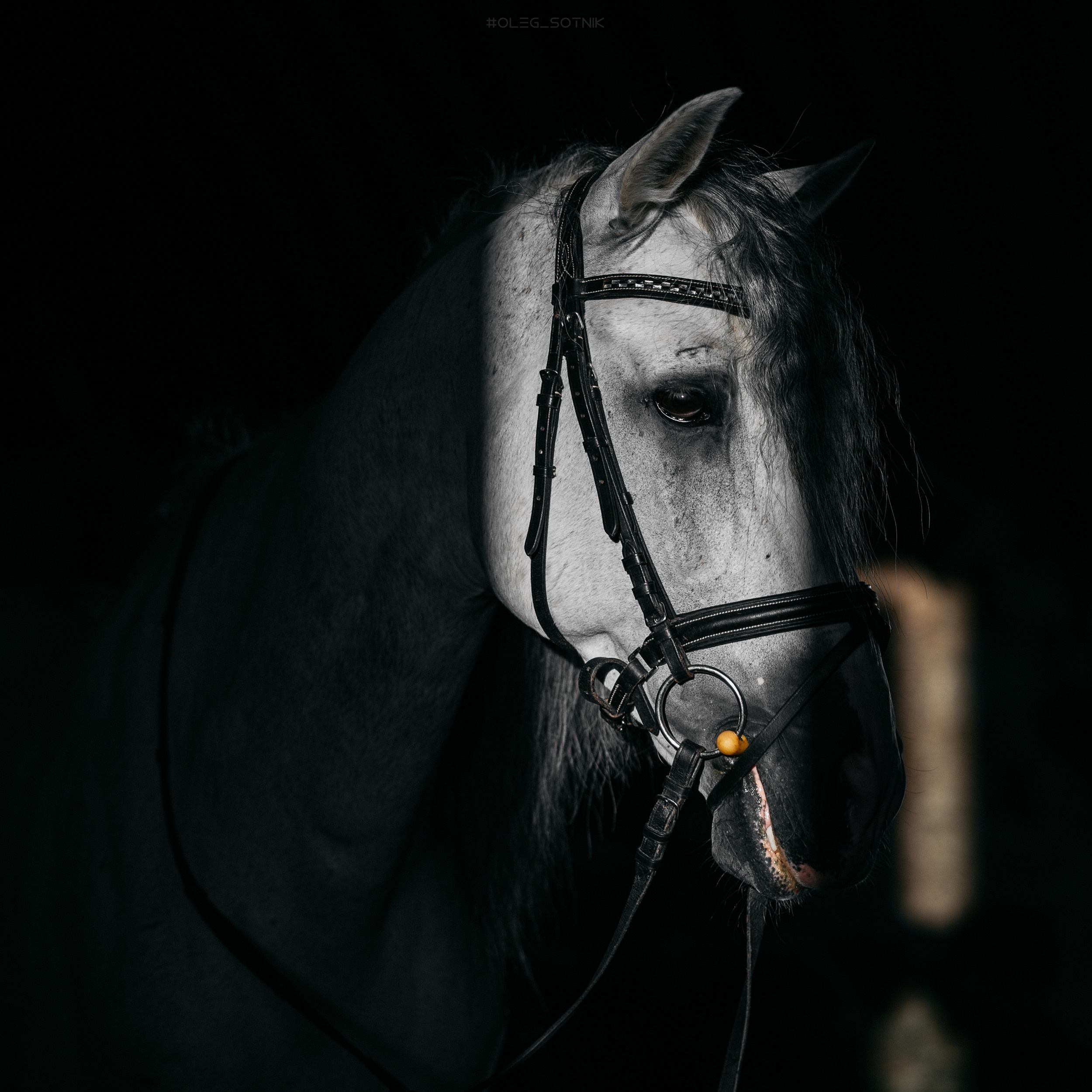 Контент для конного клуба. Фотограф Олег Сотник