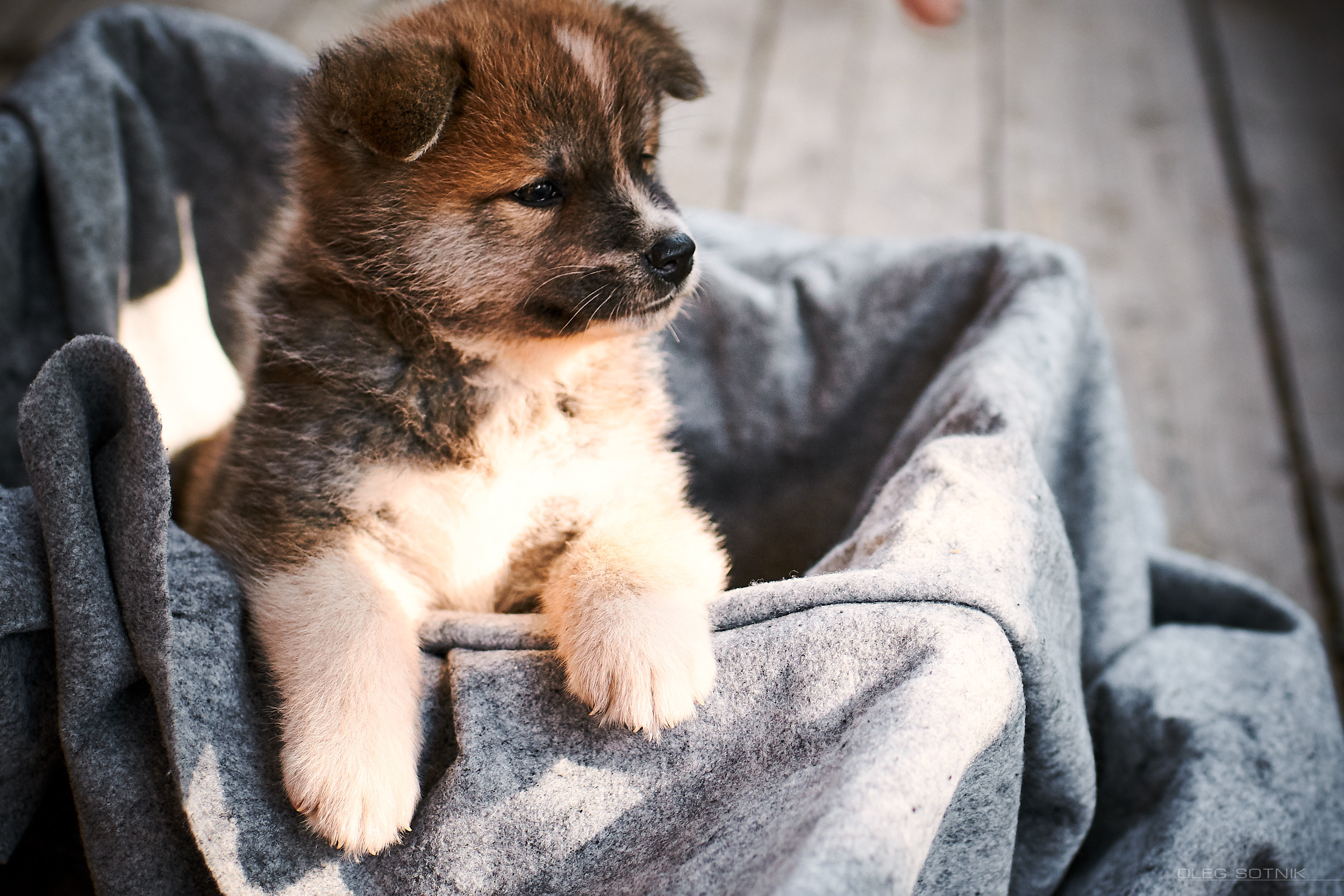 Контент с животными. Фотограф Олег Сотник