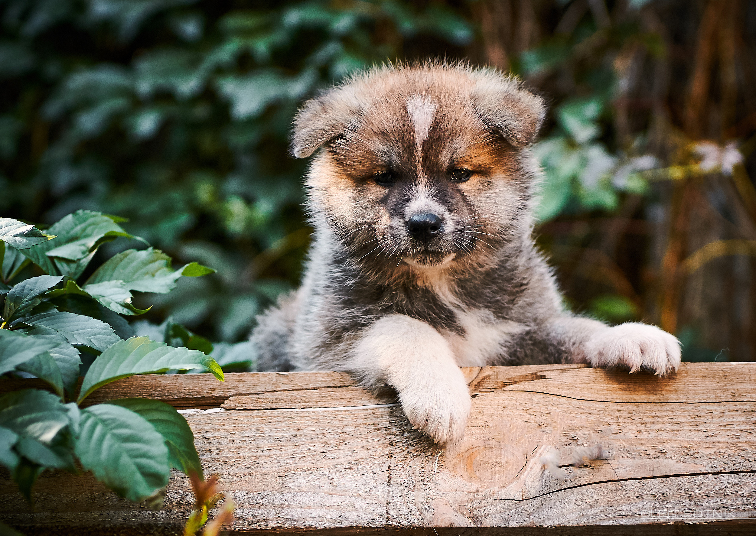 Контент с животными. Фотограф Олег Сотник