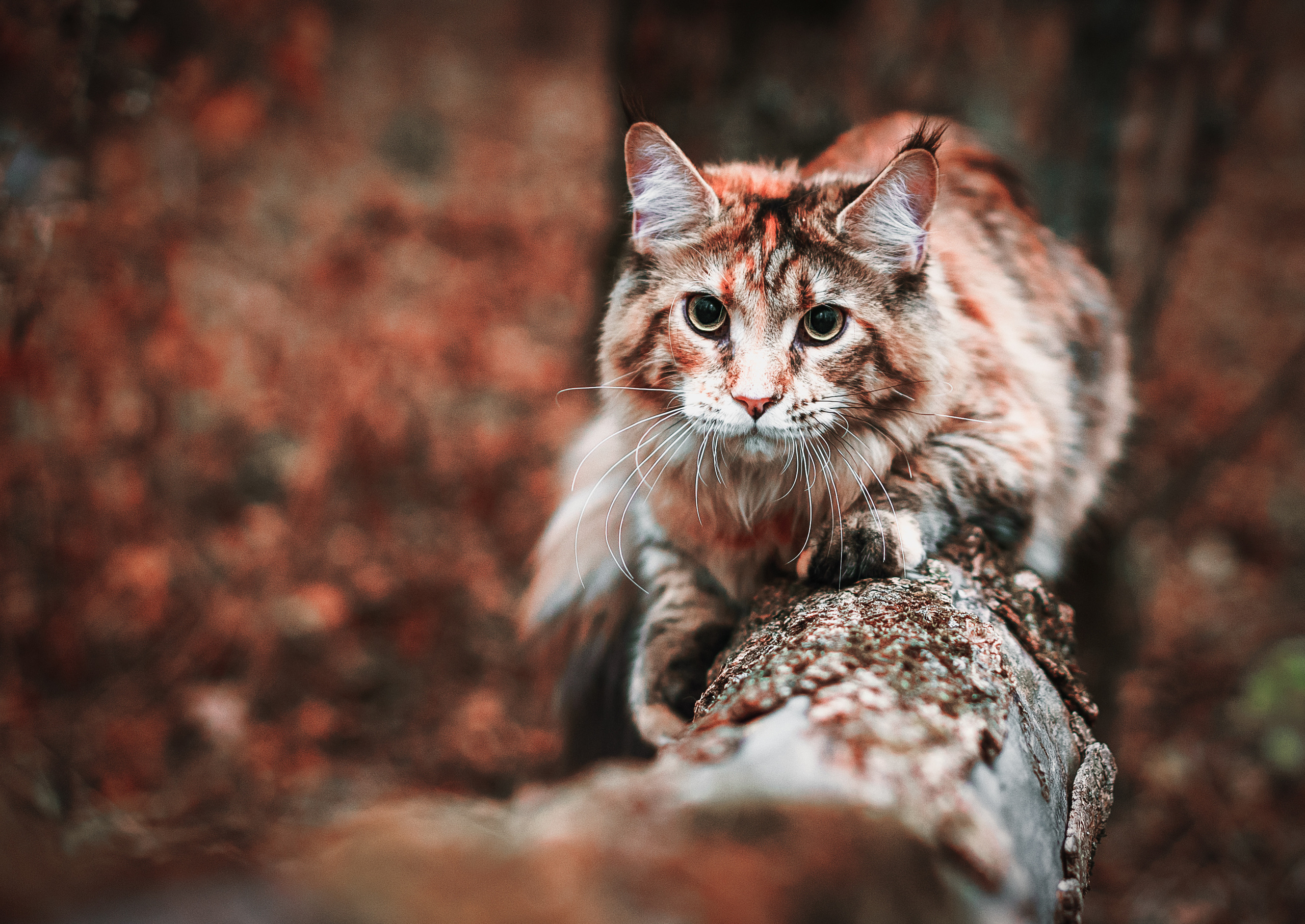 Контент с животными. Фотограф Олег Сотник