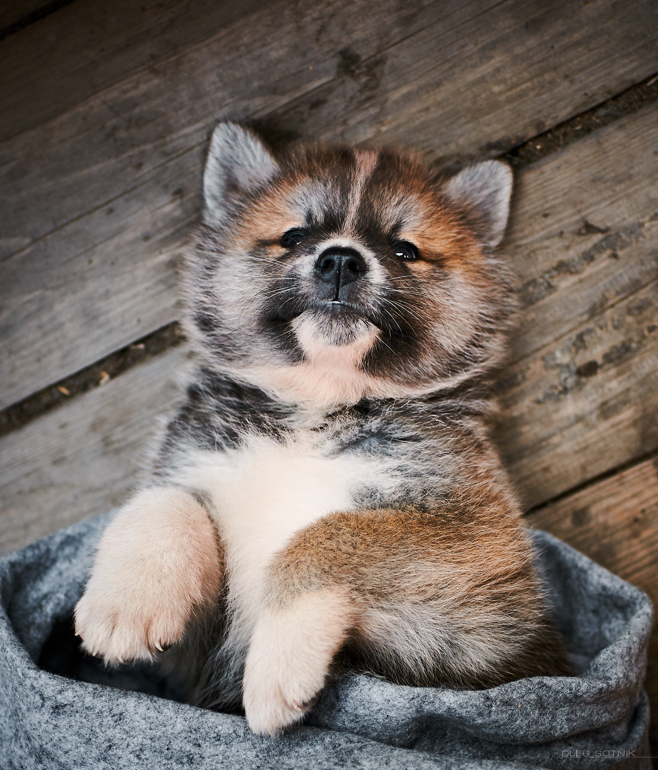 Контент с животными. Фотограф Олег Сотник