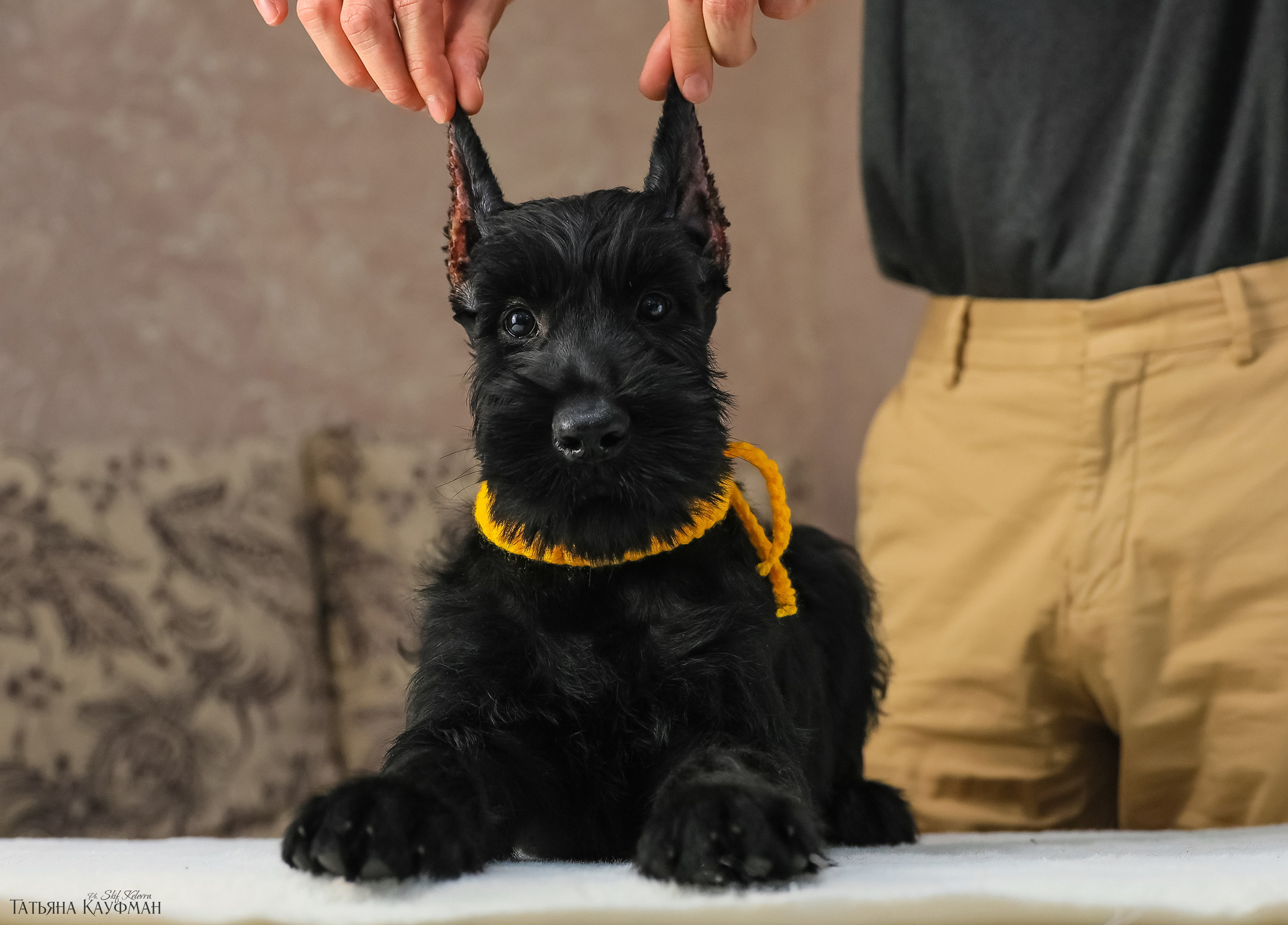 Ризеншнауцеры 2 месяца. Фотограф Анималист из Новосибирска Татьяна Кауфман