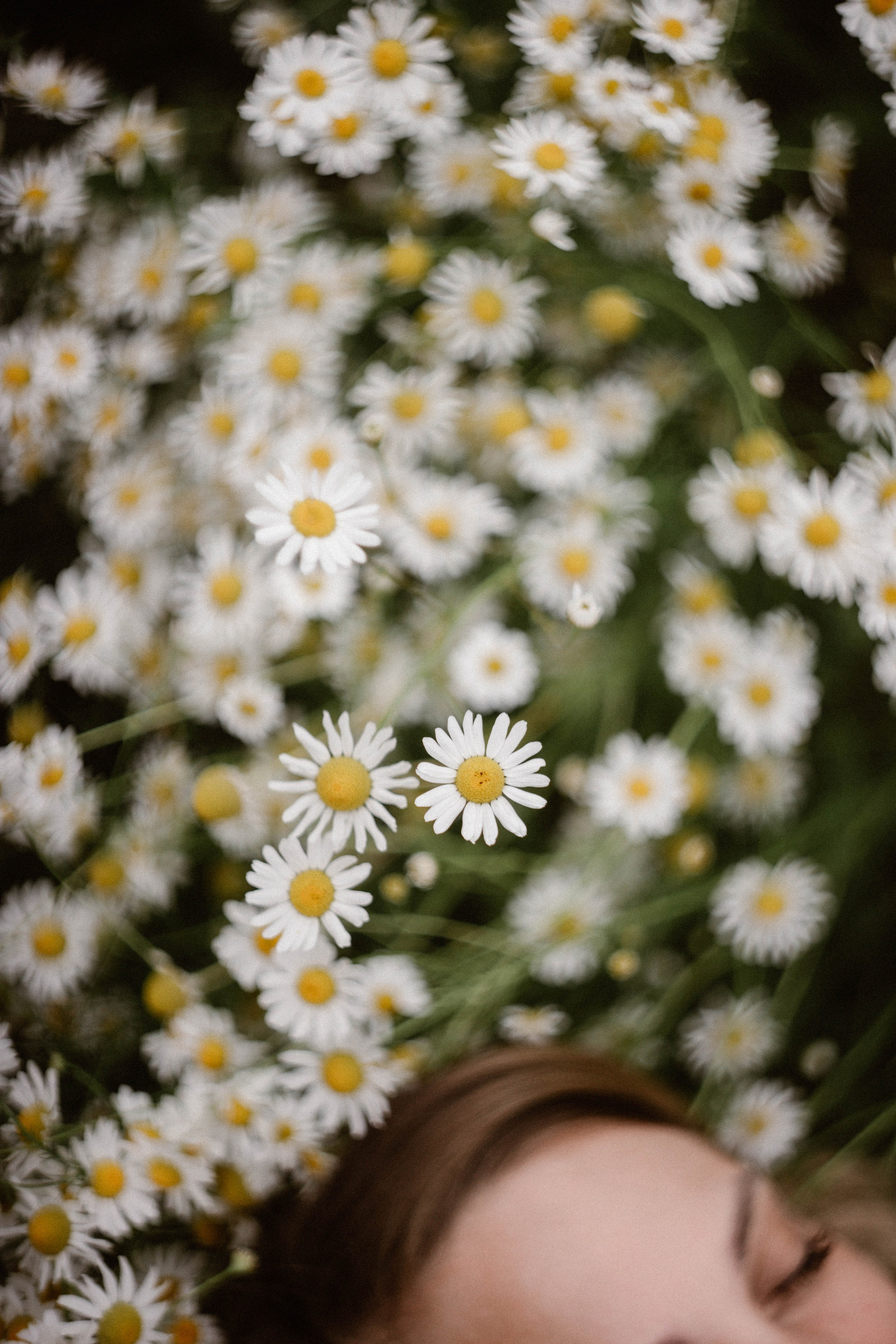 Надя в ромашках. Фотограф в Нижнем Новгороде