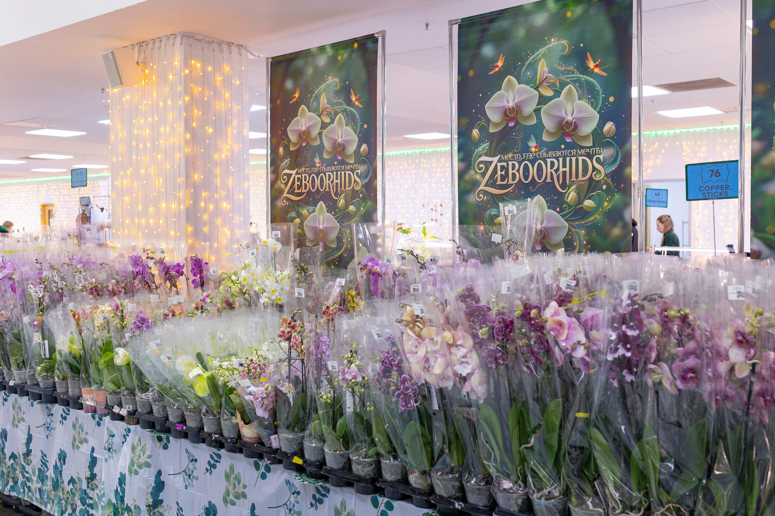 Орхидиум 12.2025. Александра Куликова фотограф, Москва