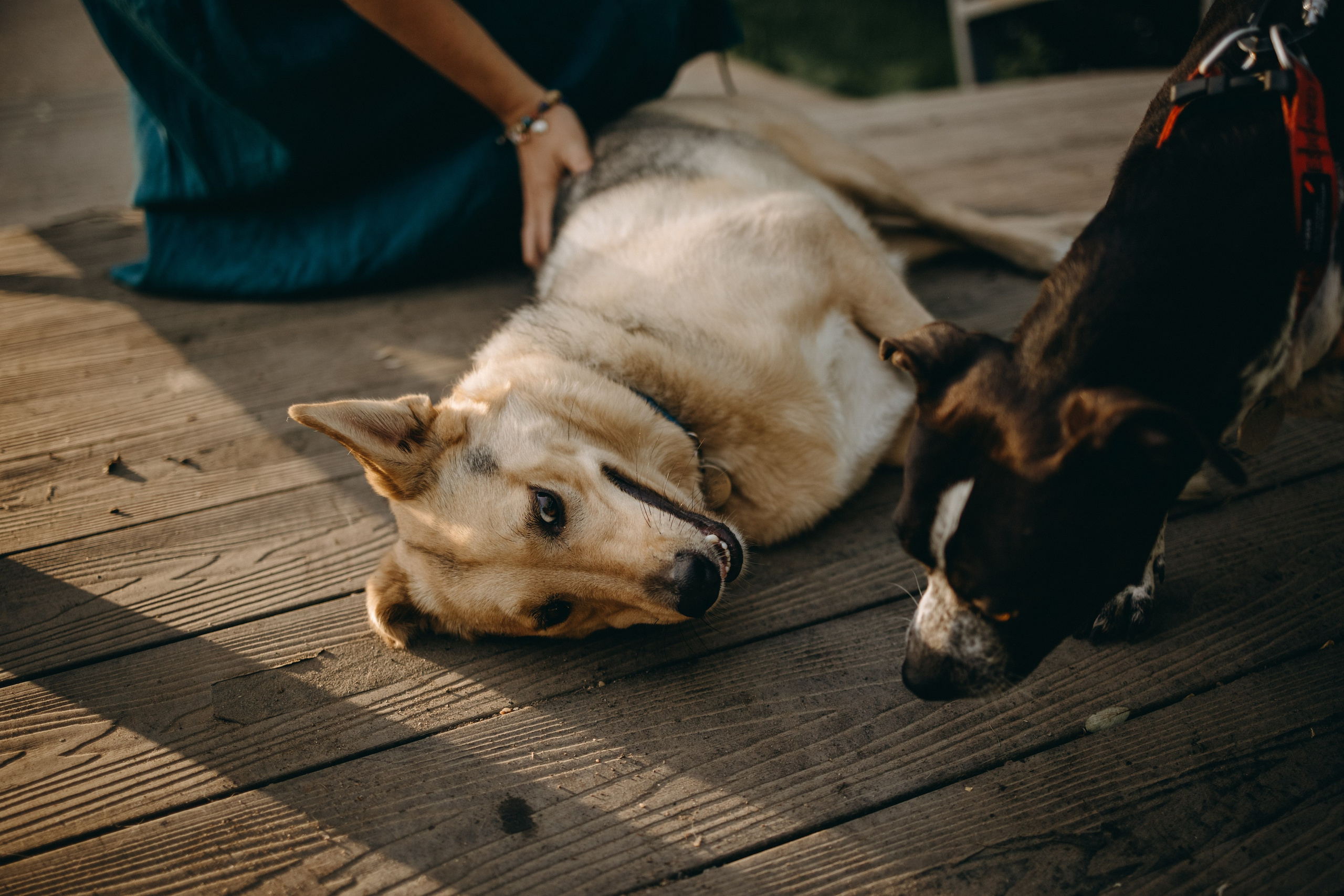 Татьяна, Сергей и их Булочка и Пончик. Фотограф — Анималист | Санкт-Петербург