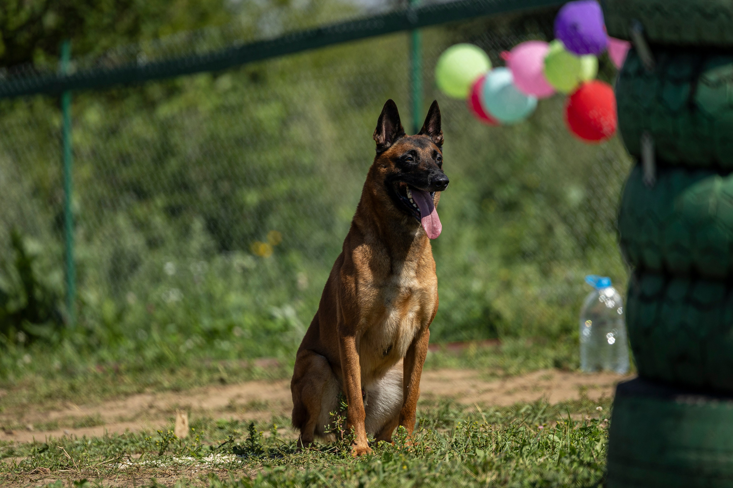 Соревнования по Мондьорингу г. Вологда 10-11.08.2024. Фотограф-анималист Анна Маринич