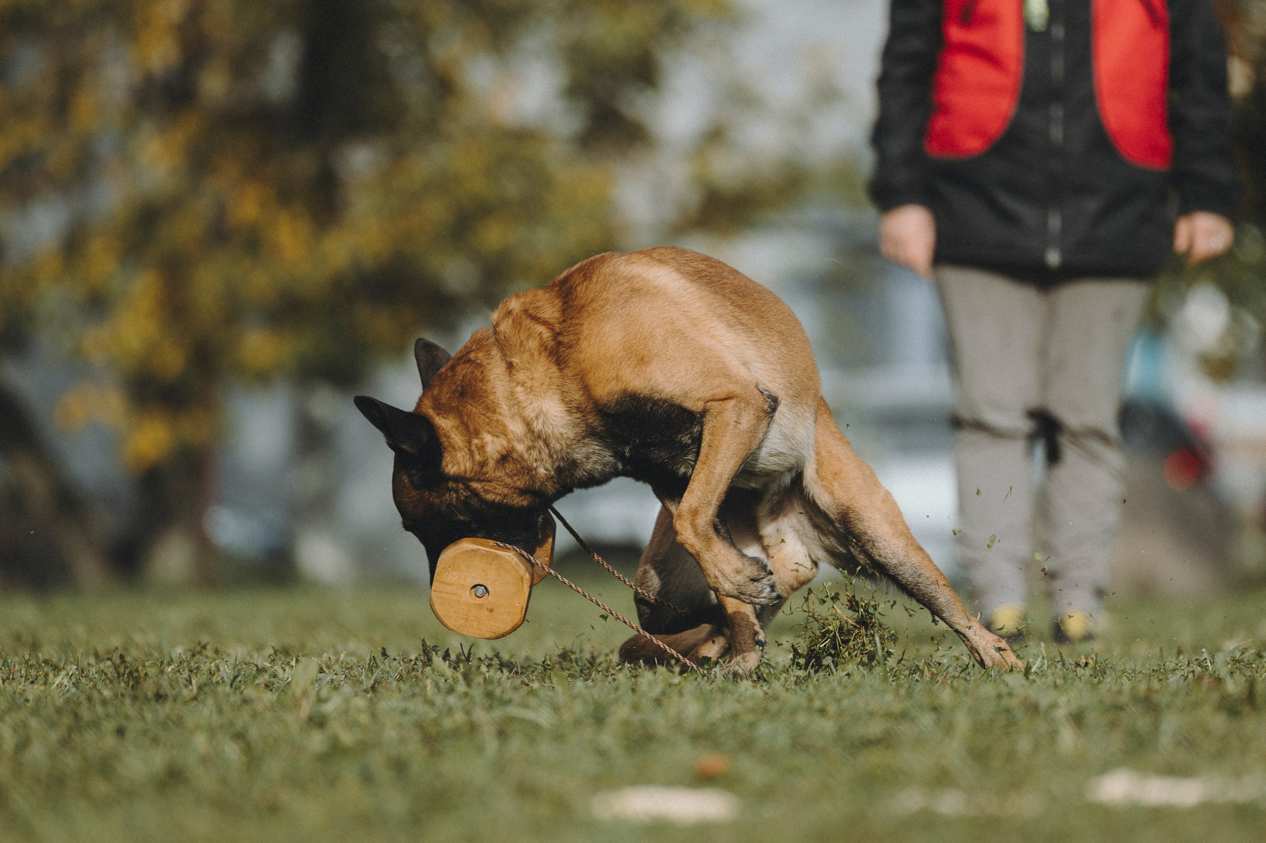 Испытания по мондьорингу г. Пушкин 29.09.2024. Фотограф-анималист Анна Маринич