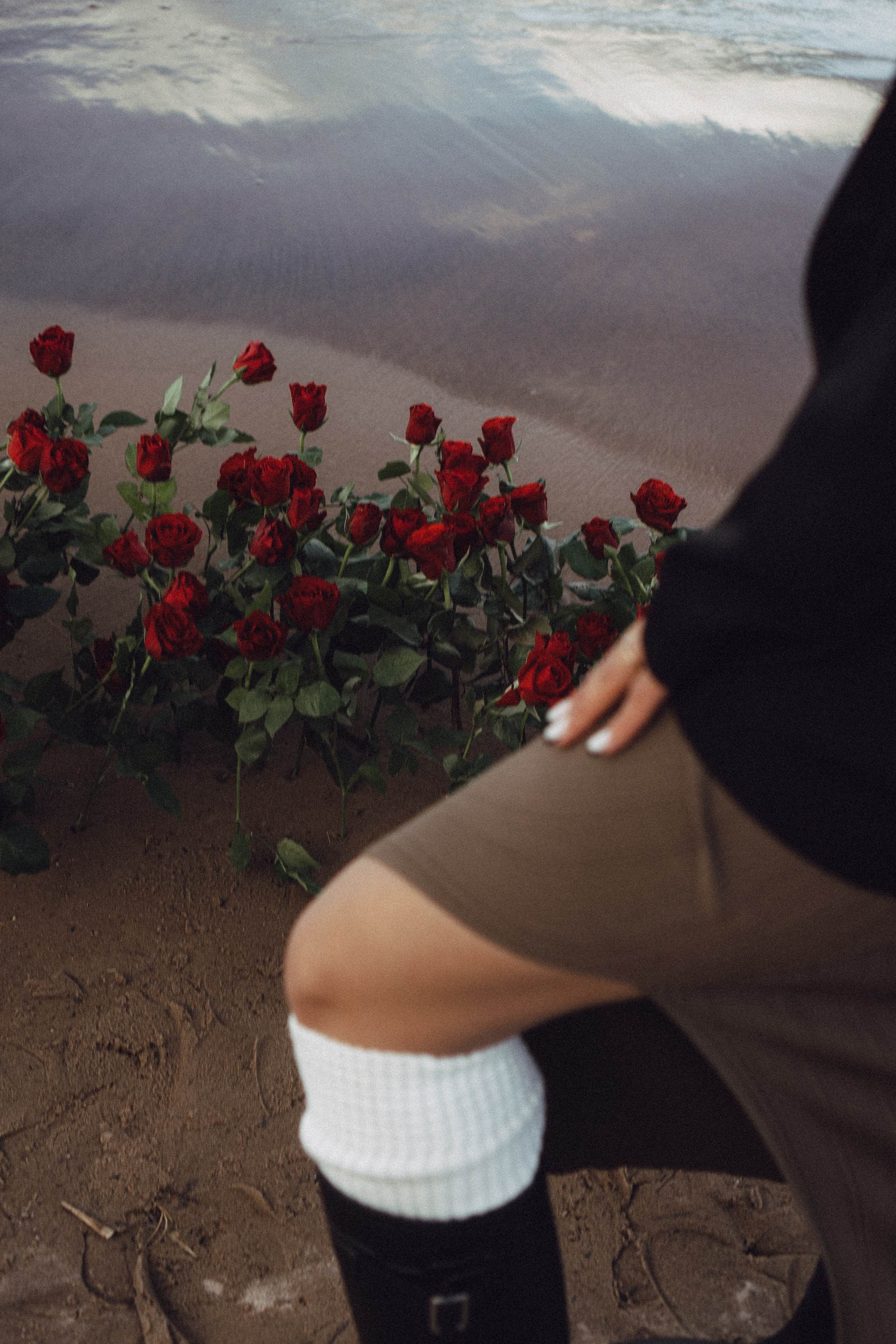 Розы. Профессиональный фотограф, Санкт-Петербург — Виктория Богомолова