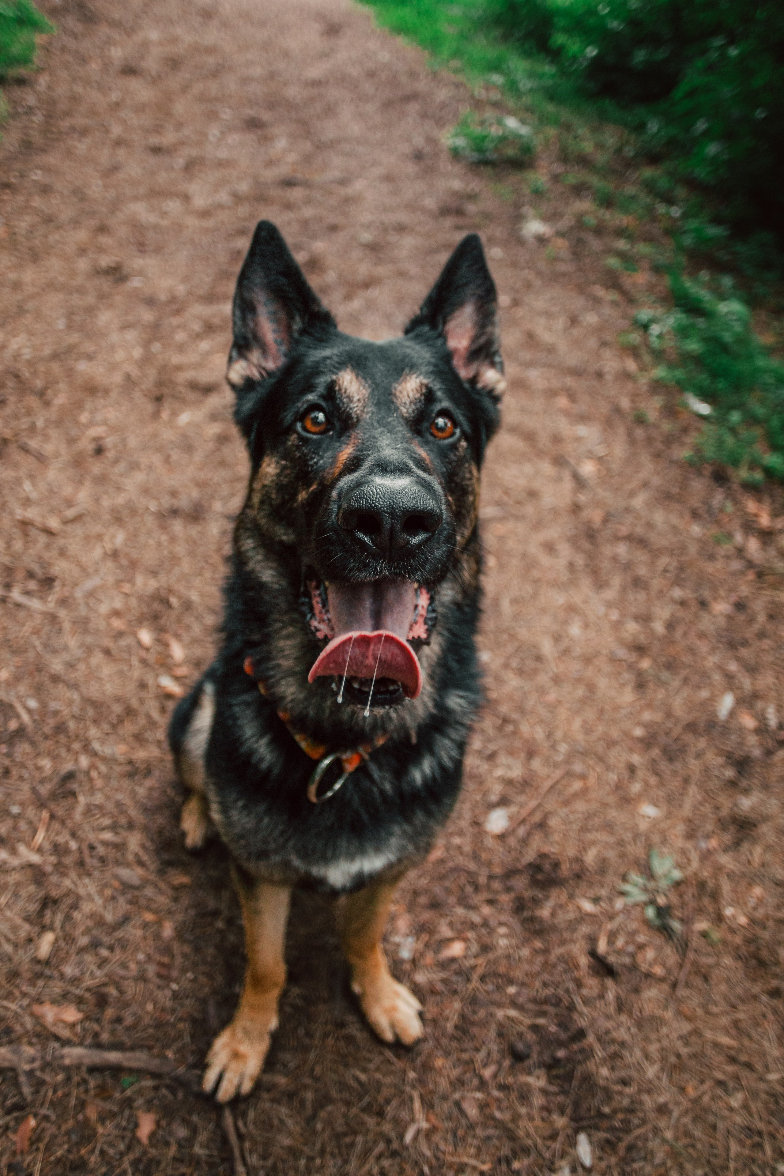Лесная летняя фотопрогулка. Фотограф-анималист Татьяна Степанова