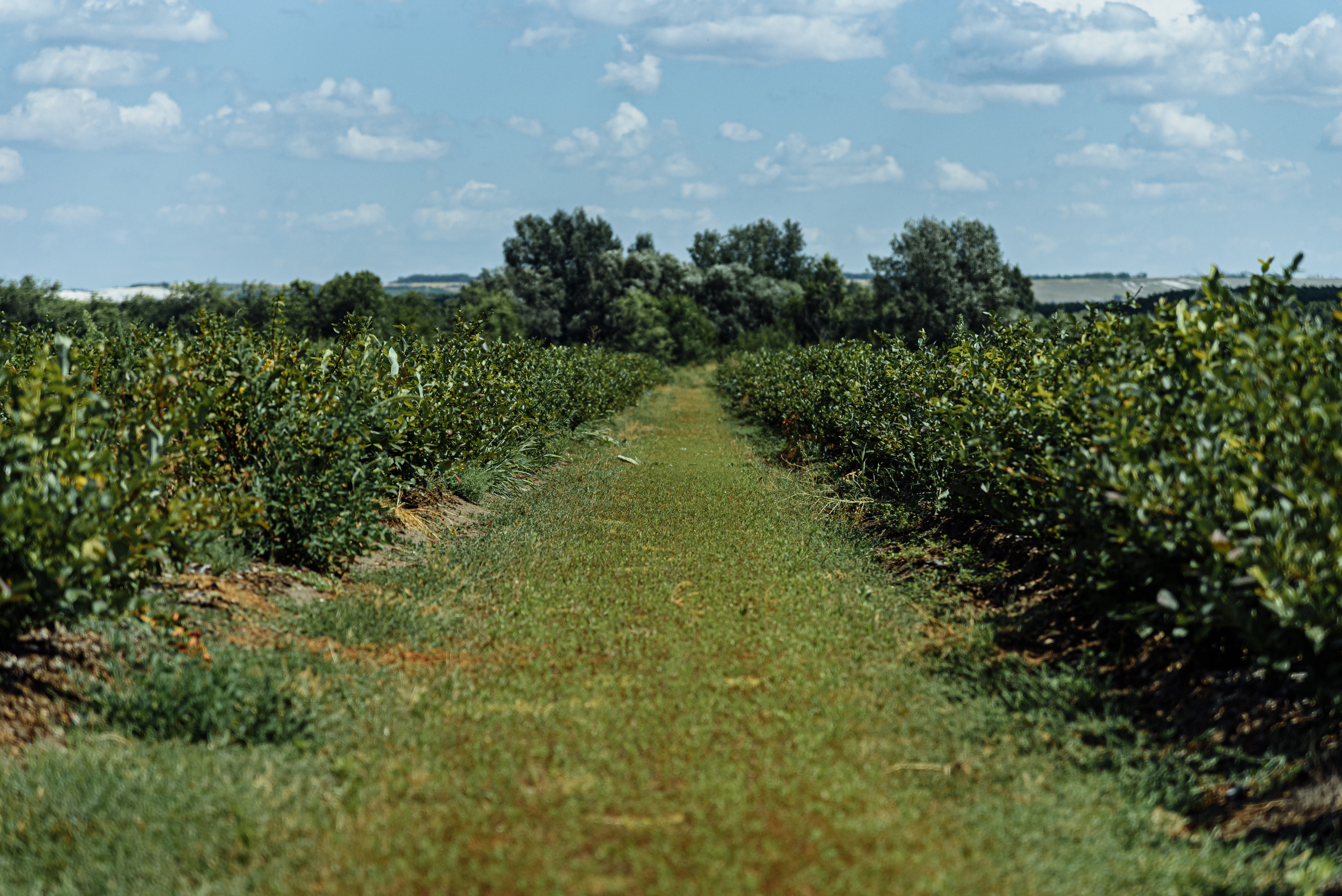 ОстрогожскСадПитомник. Фотограф, видеограф