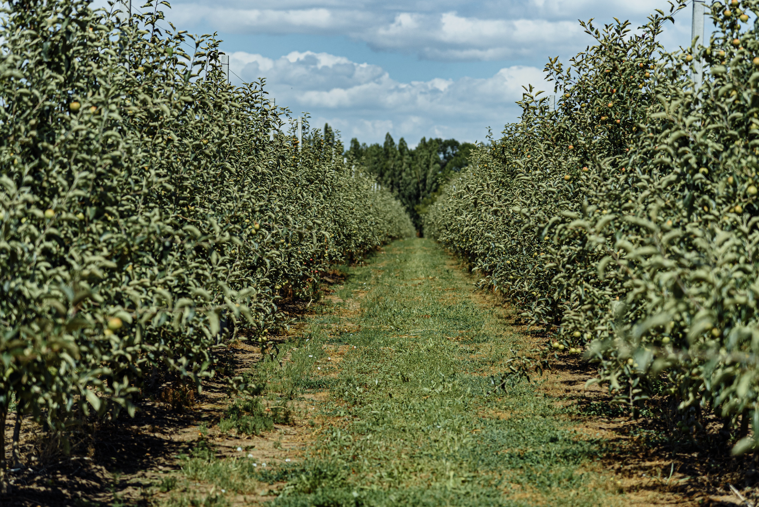 ОстрогожскСадПитомник. Фотограф, видеограф
