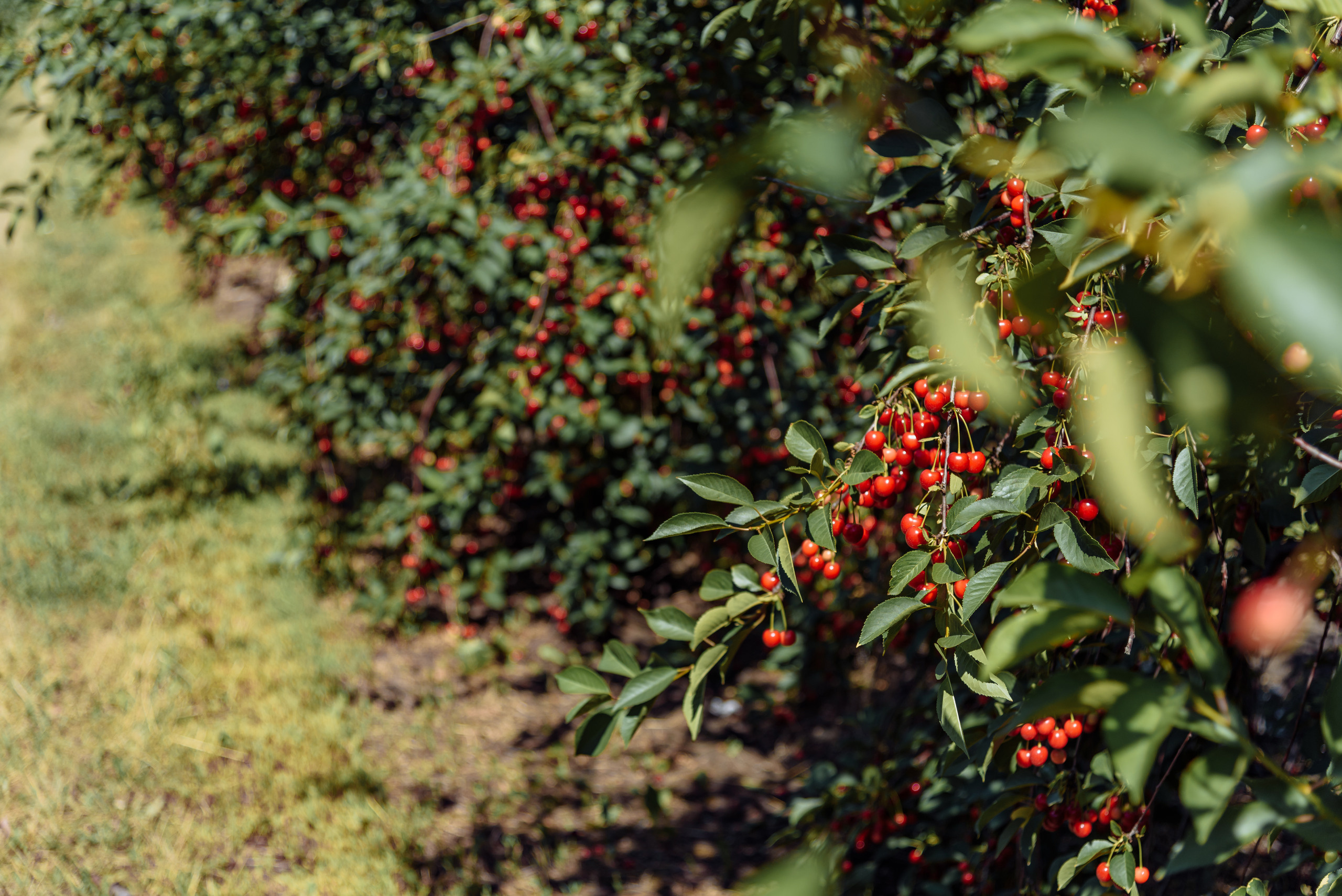 ОстрогожскСадПитомник. Фотограф, видеограф