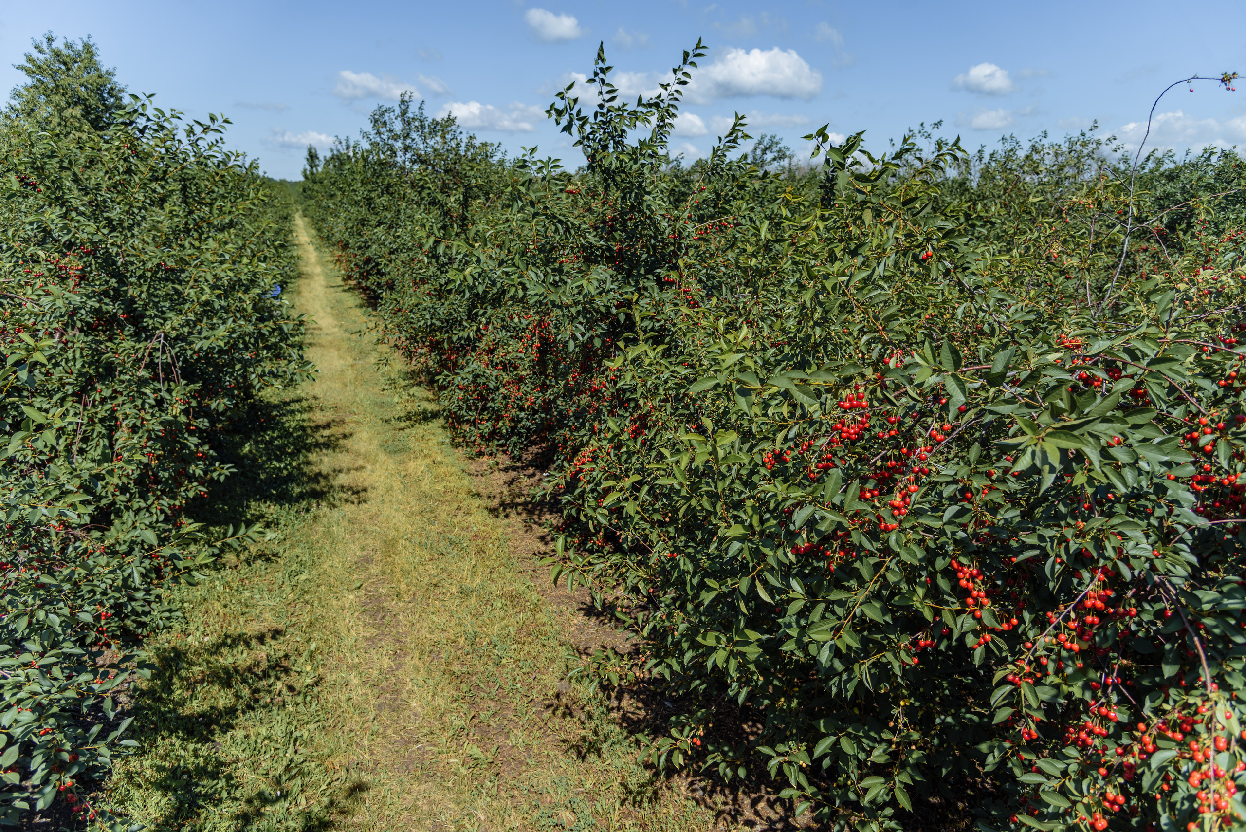 ОстрогожскСадПитомник. Фотограф, видеограф