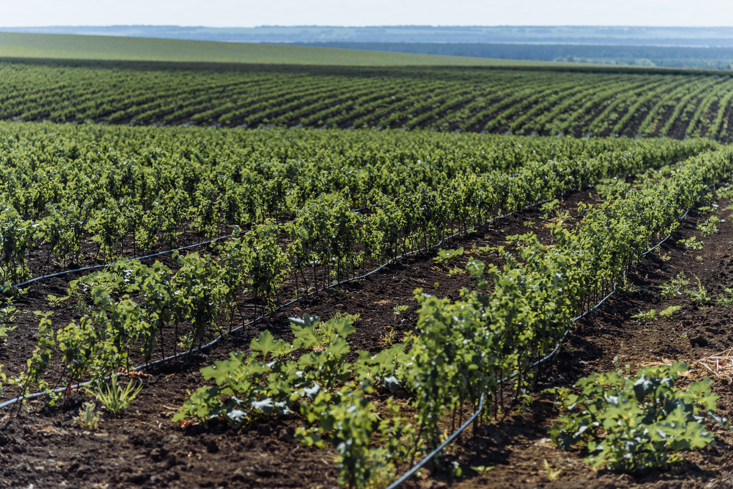 ОстрогожскСадПитомник. Фотограф, видеограф