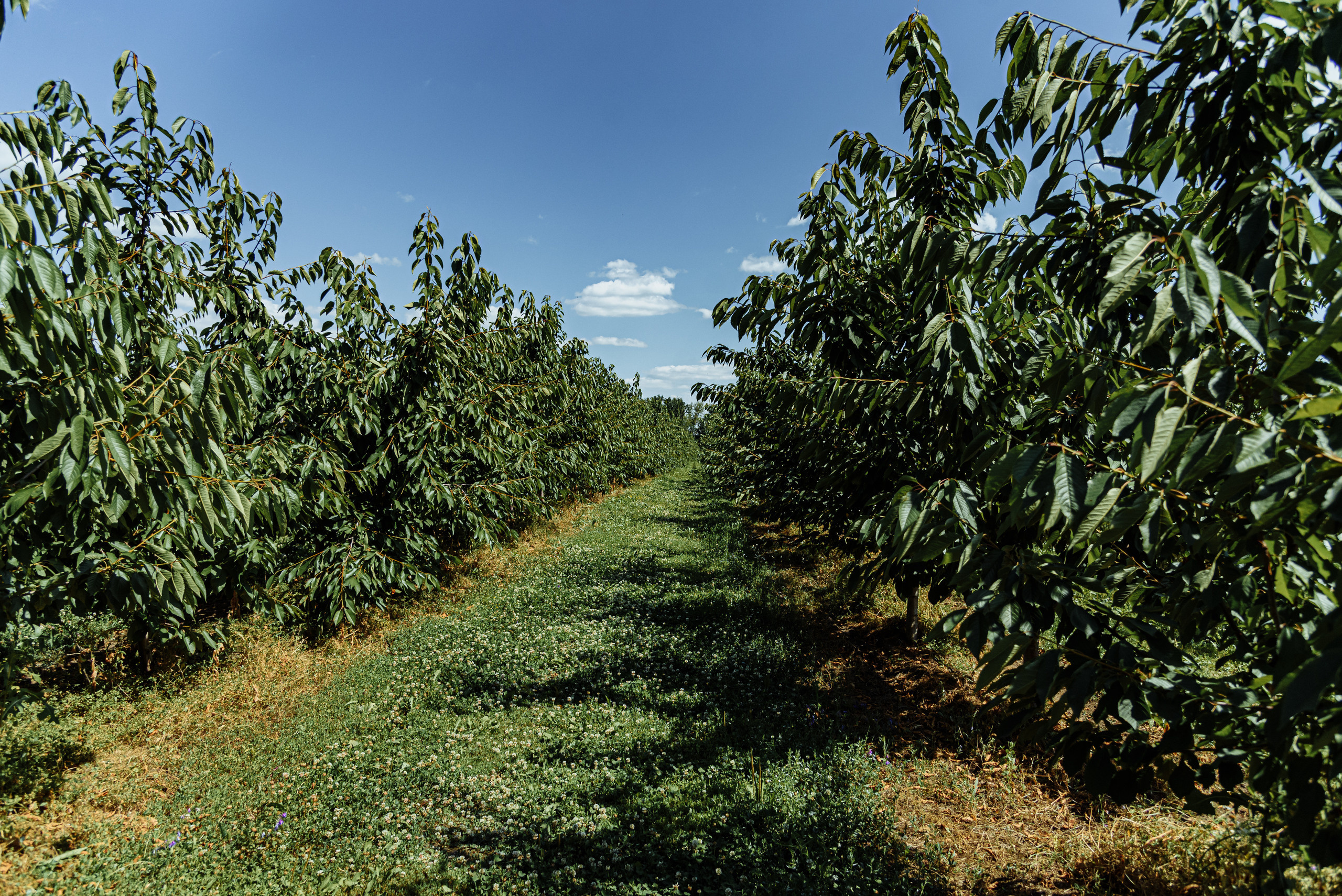 ОстрогожскСадПитомник. Фотограф, видеограф