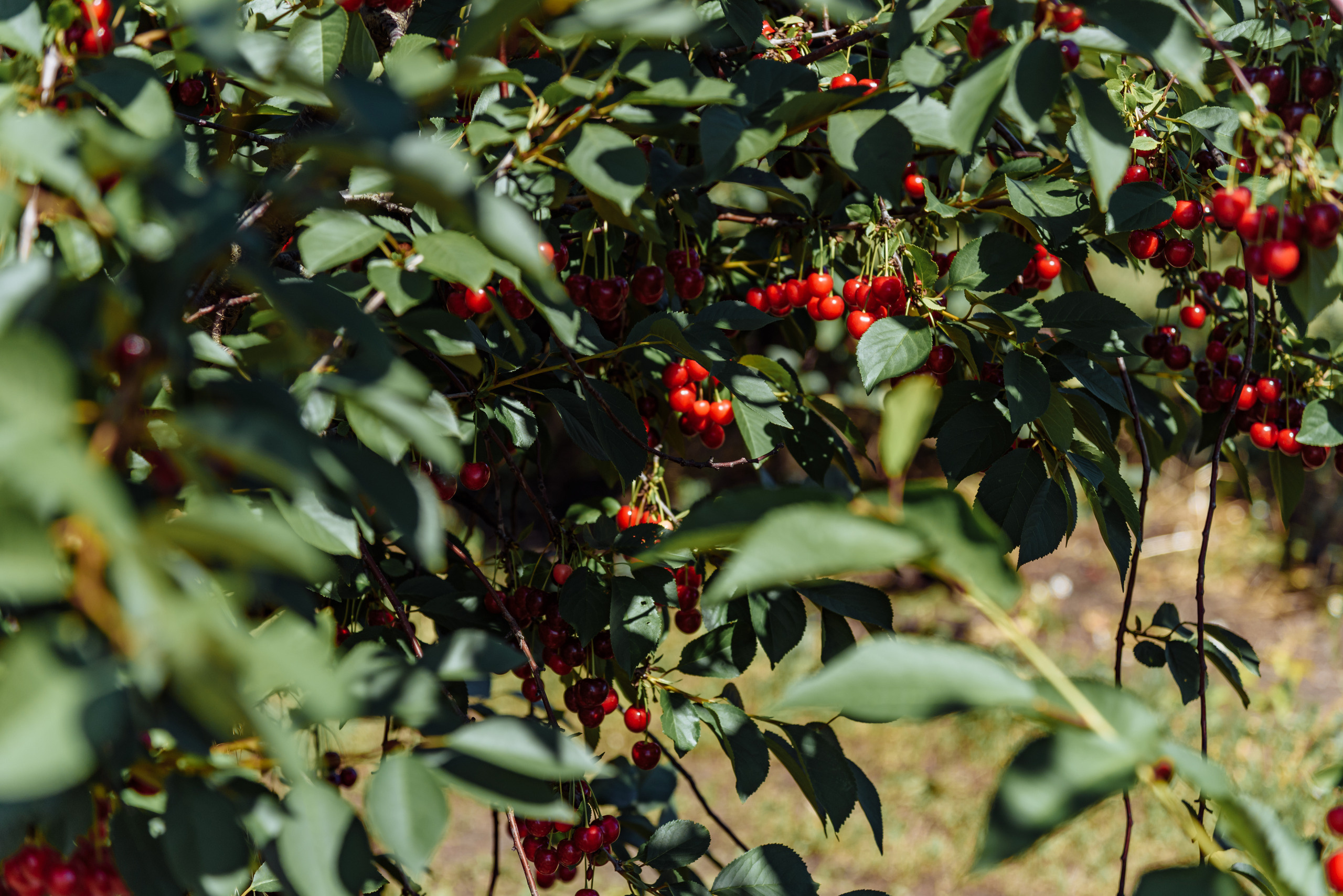 ОстрогожскСадПитомник. Фотограф, видеограф