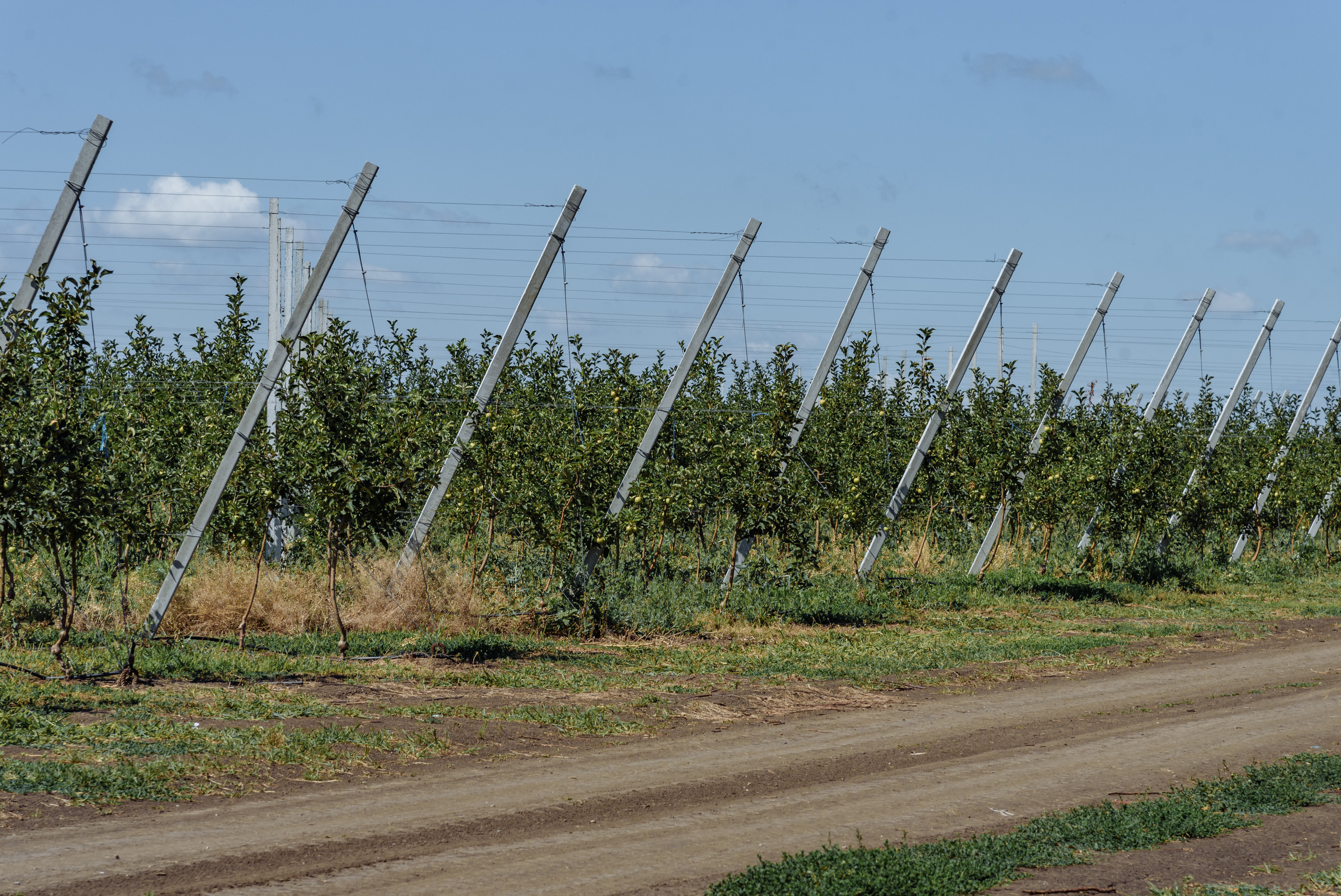 ОстрогожскСадПитомник. Фотограф, видеограф