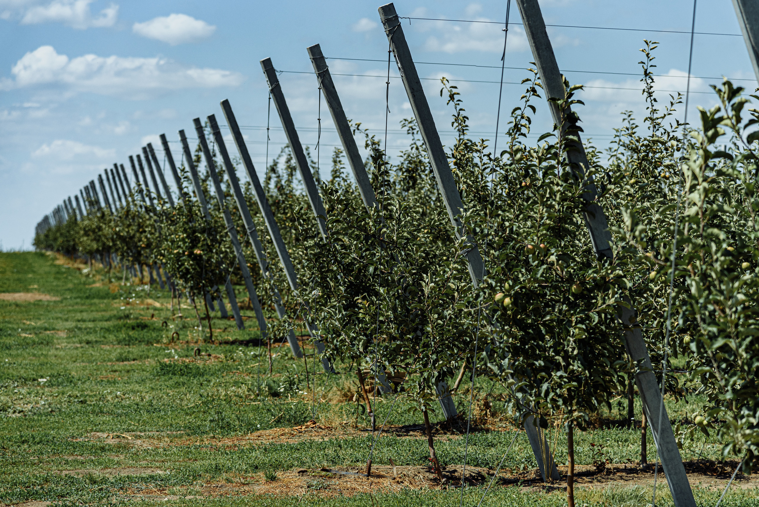 ОстрогожскСадПитомник. Фотограф, видеограф