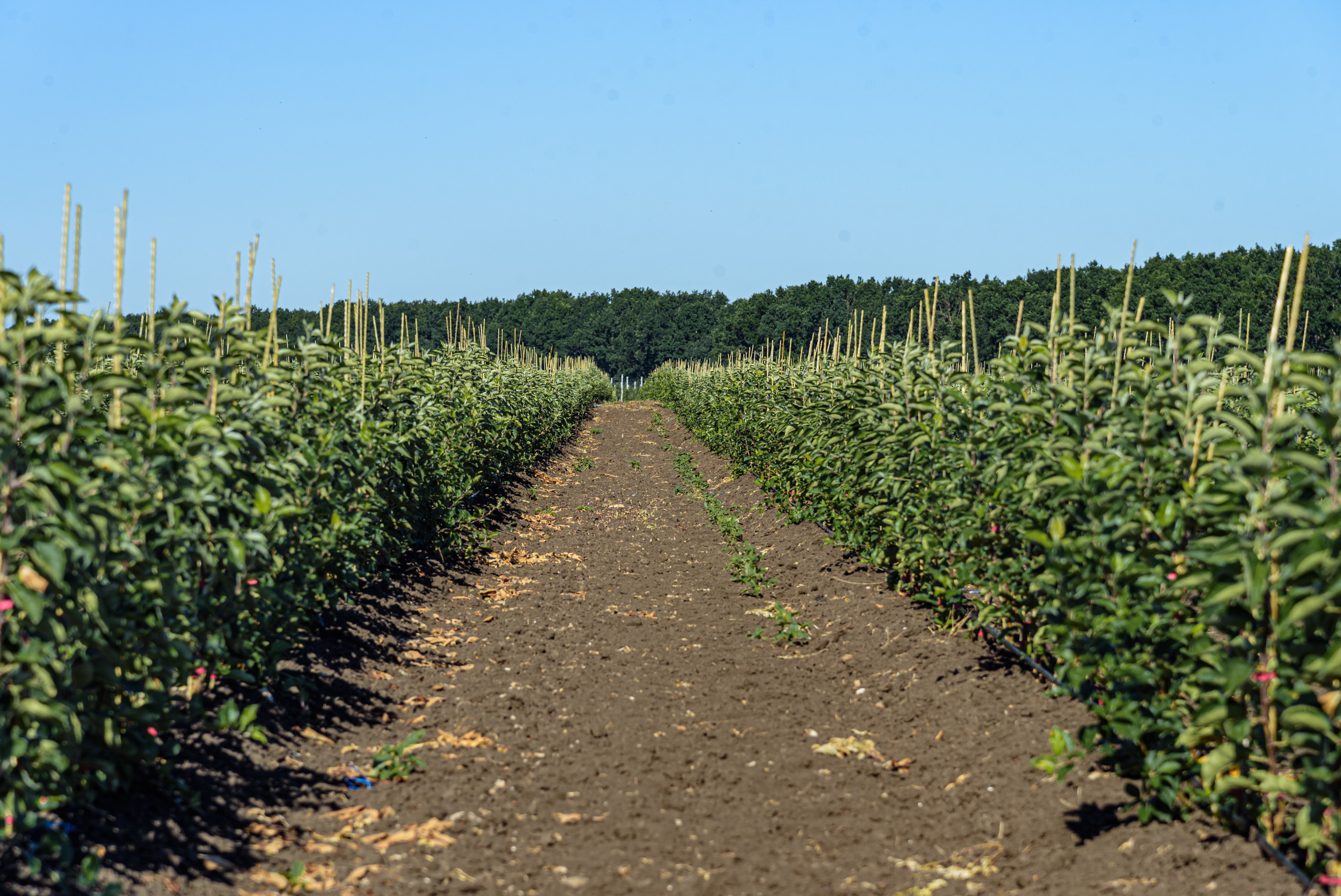 ОстрогожскСадПитомник. Фотограф, видеограф