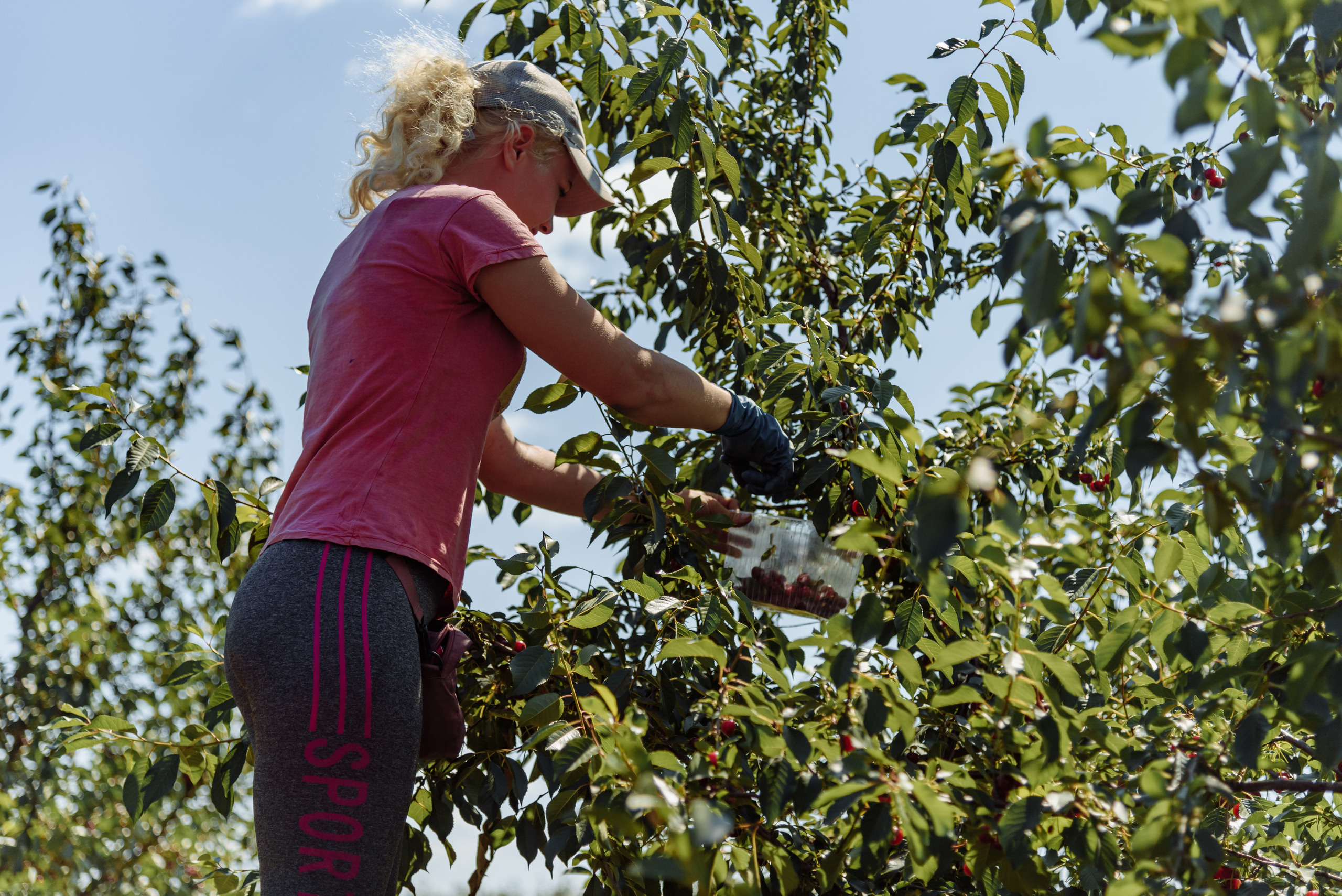 ОстрогожскСадПитомник. Фотограф, видеограф