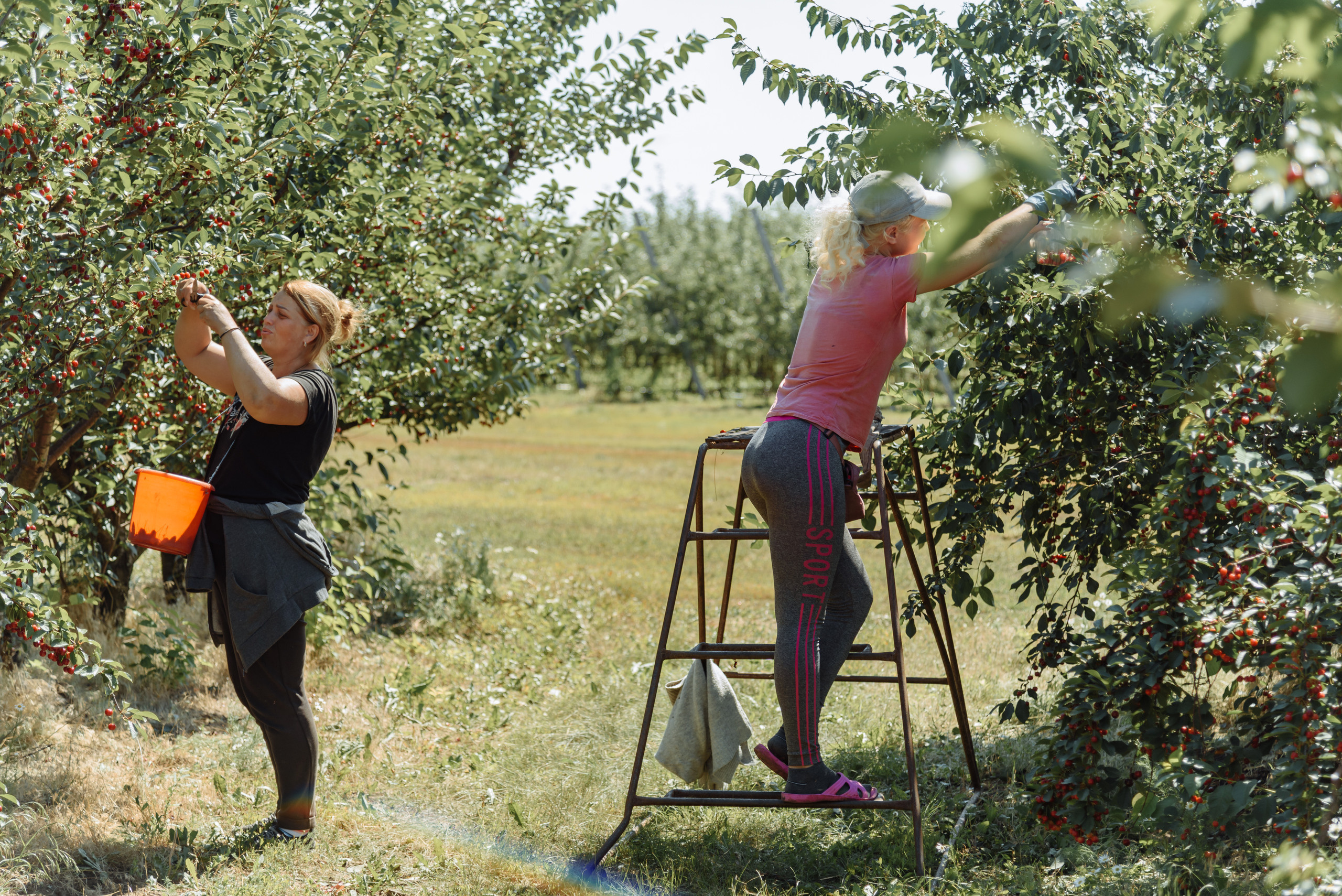 ОстрогожскСадПитомник. Фотограф, видеограф