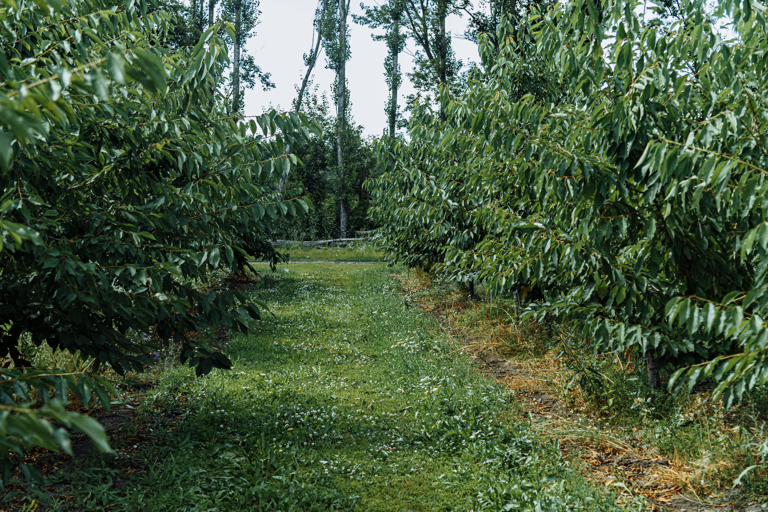 ОстрогожскСадПитомник. Фотограф, видеограф
