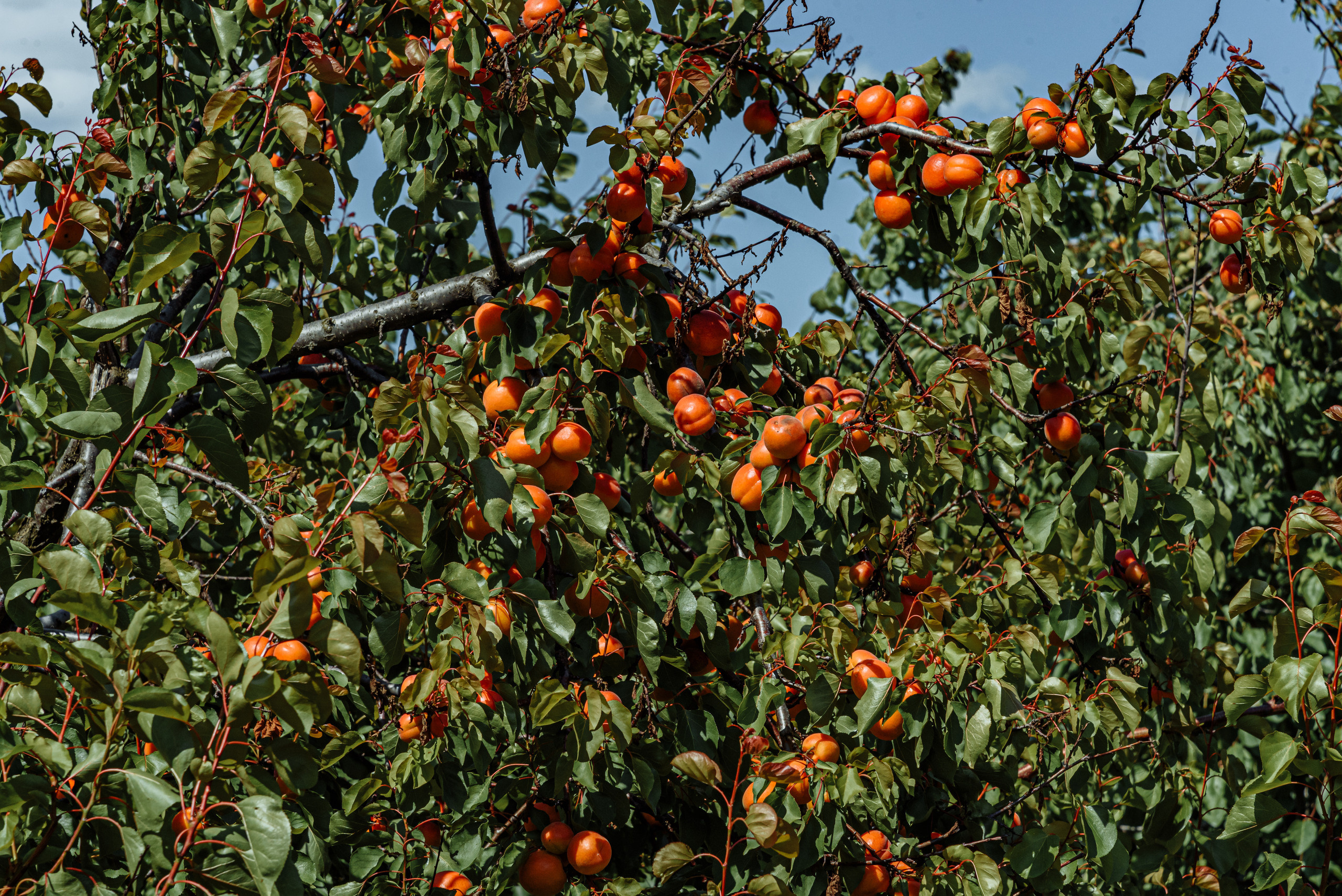 ОстрогожскСадПитомник. Фотограф, видеограф