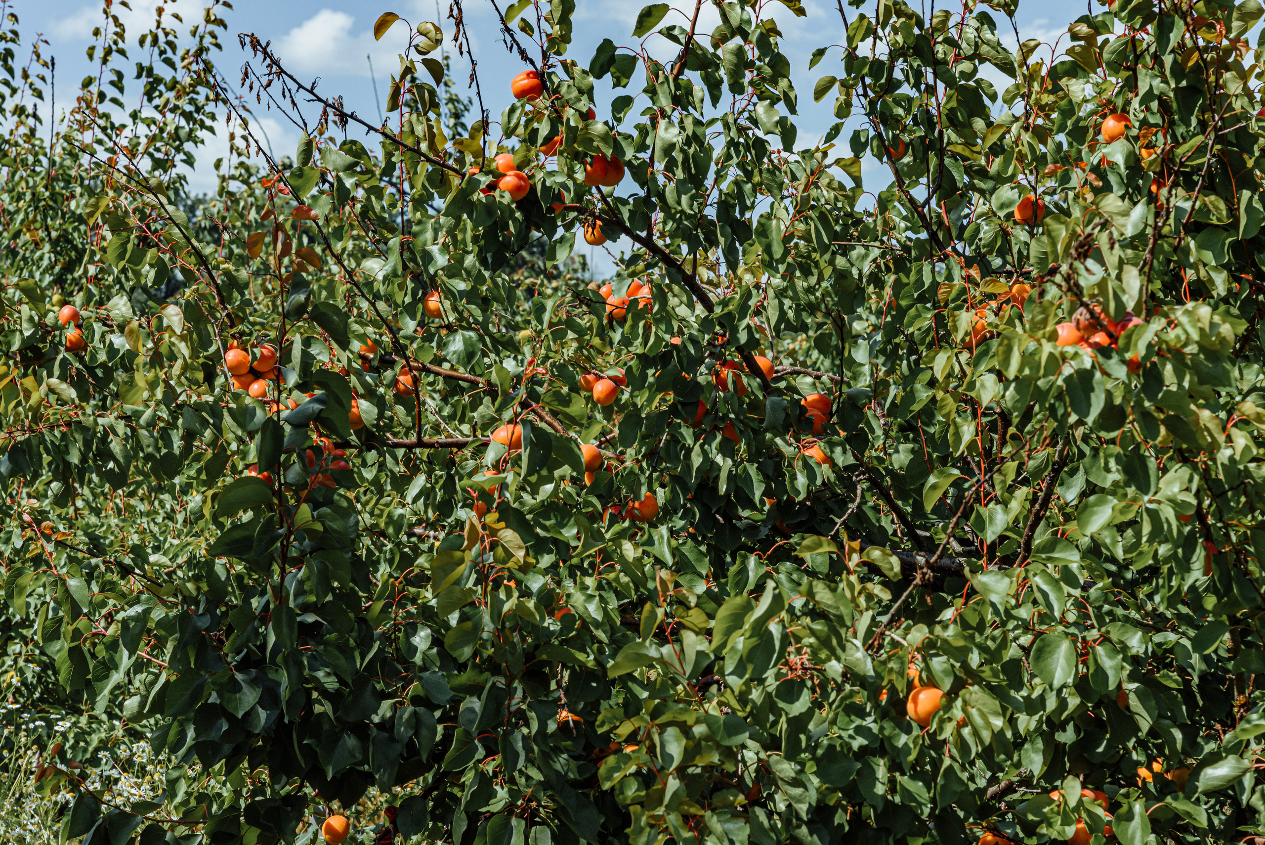 ОстрогожскСадПитомник. Фотограф, видеограф