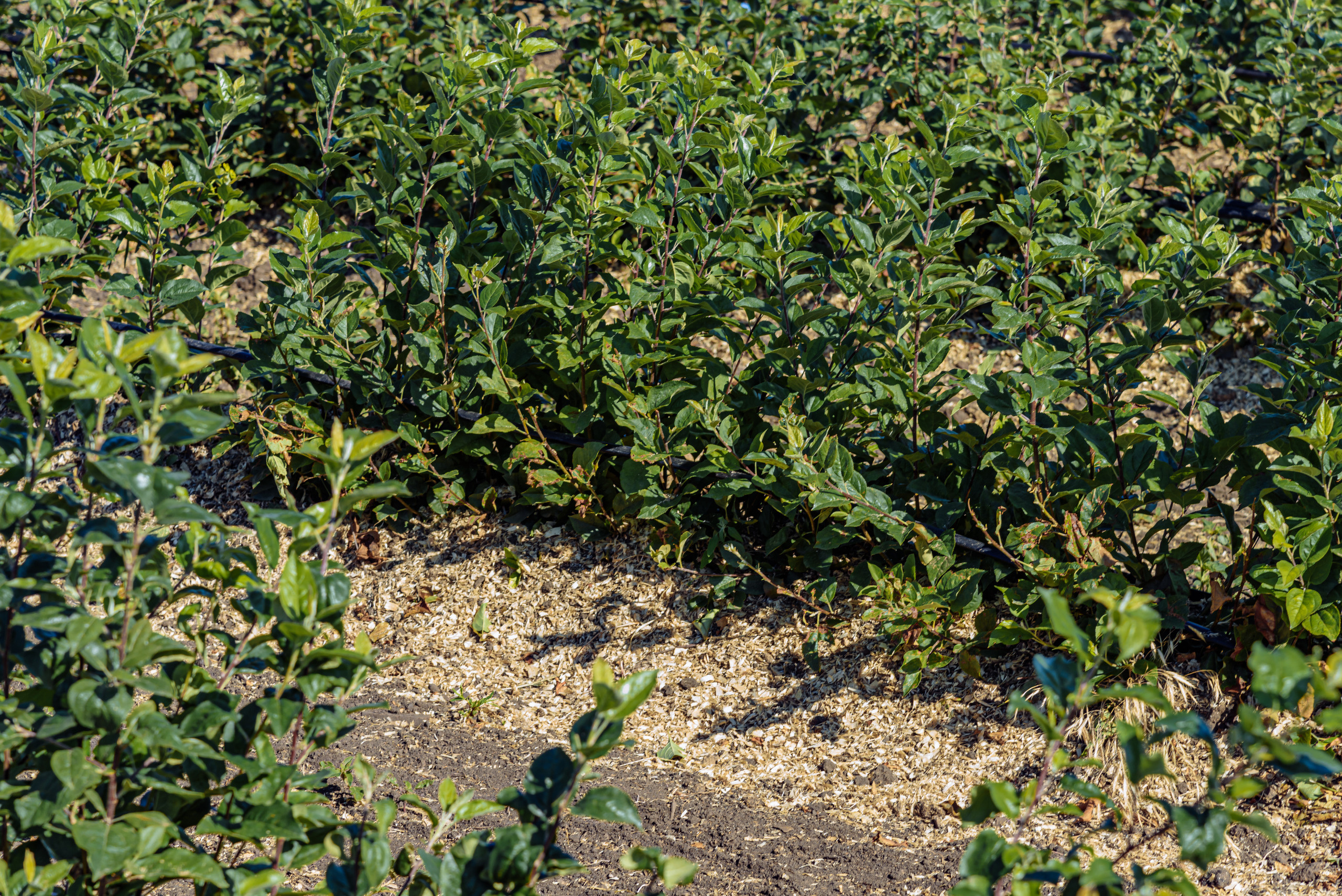 ОстрогожскСадПитомник. Фотограф, видеограф