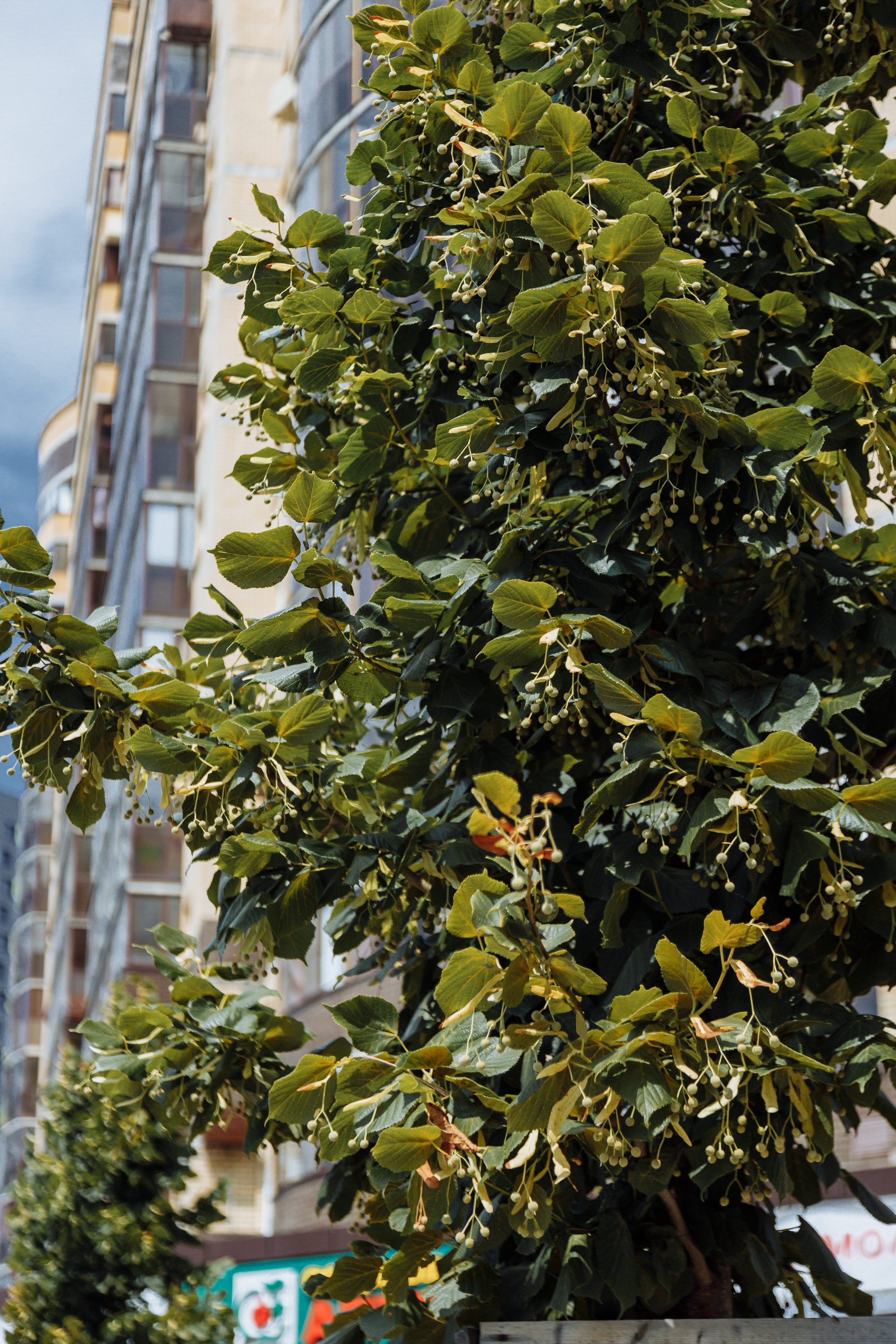 ЖК 5 Столиц, ландшафтный дизайн. Фотограф, видеограф