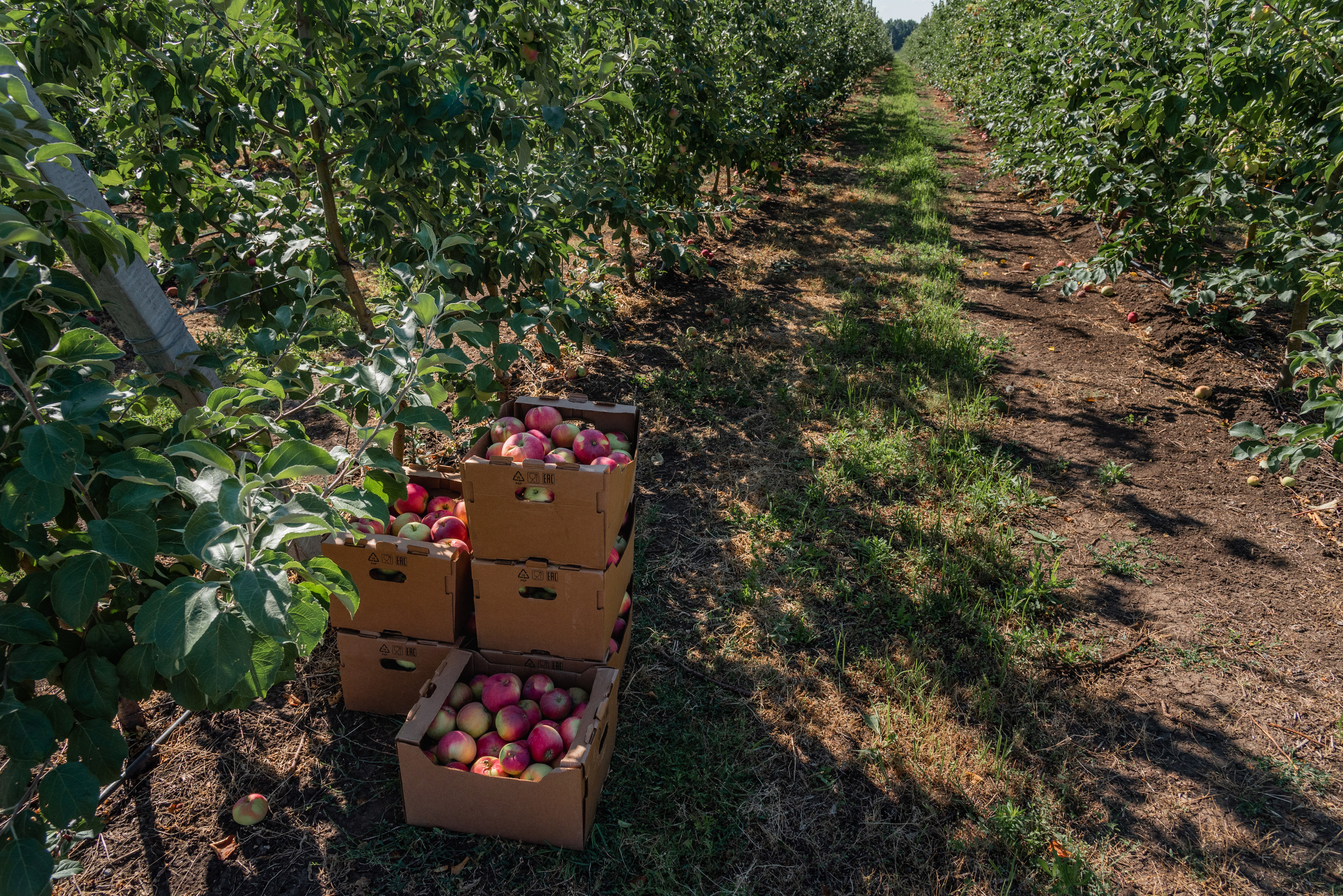 ОстрогожскСадПитомник. Фотограф, видеограф