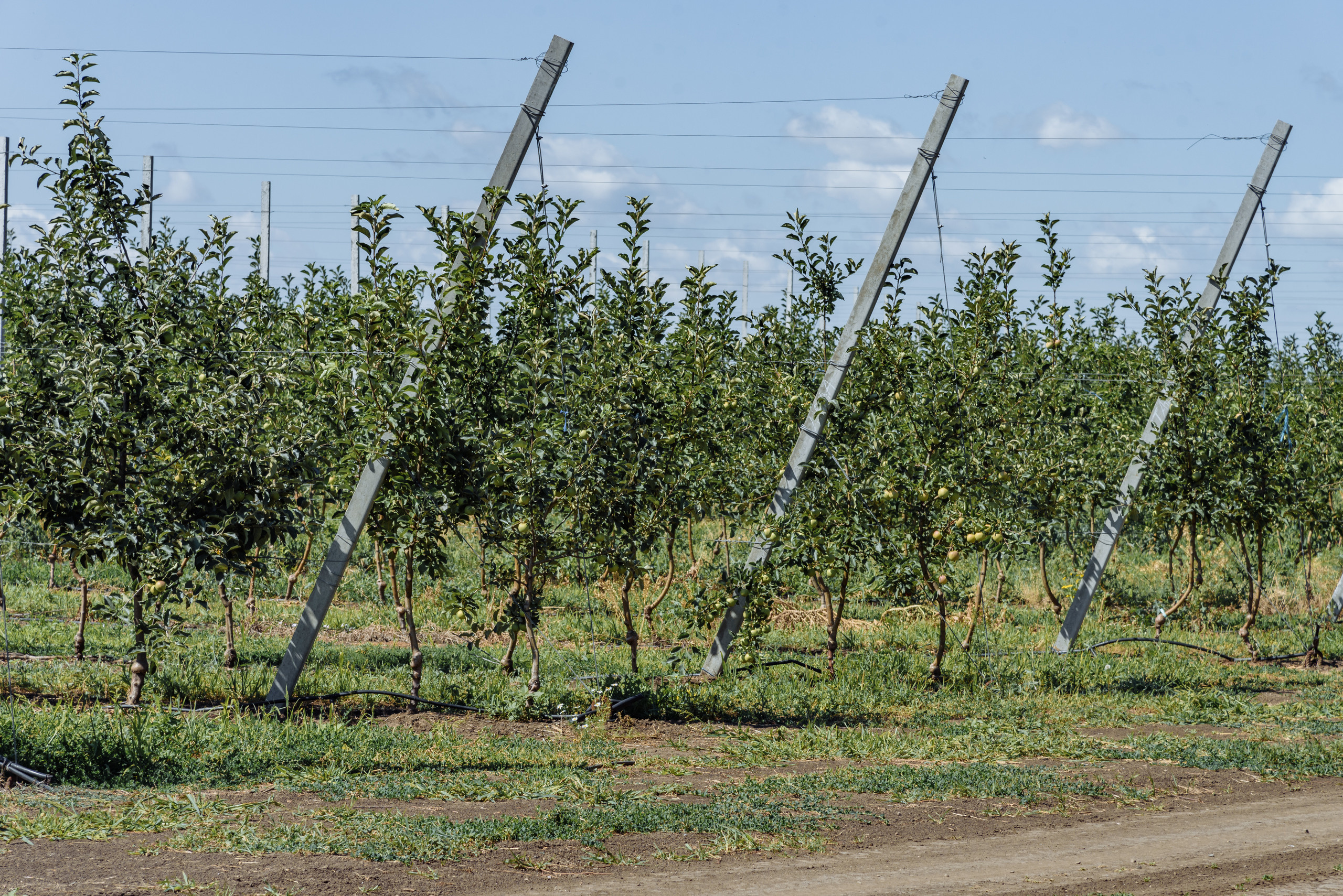 ОстрогожскСадПитомник. Фотограф, видеограф