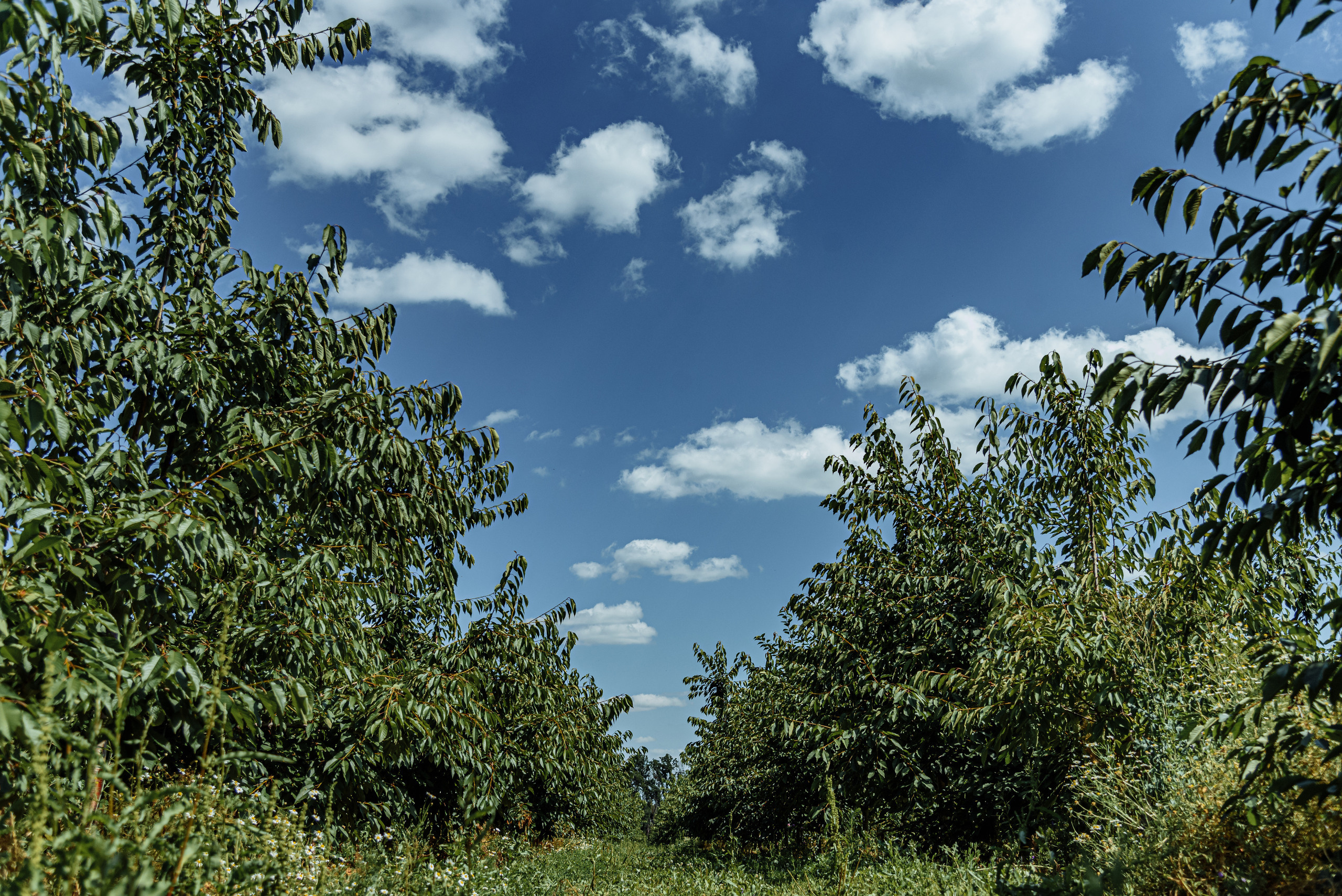 ОстрогожскСадПитомник. Фотограф, видеограф