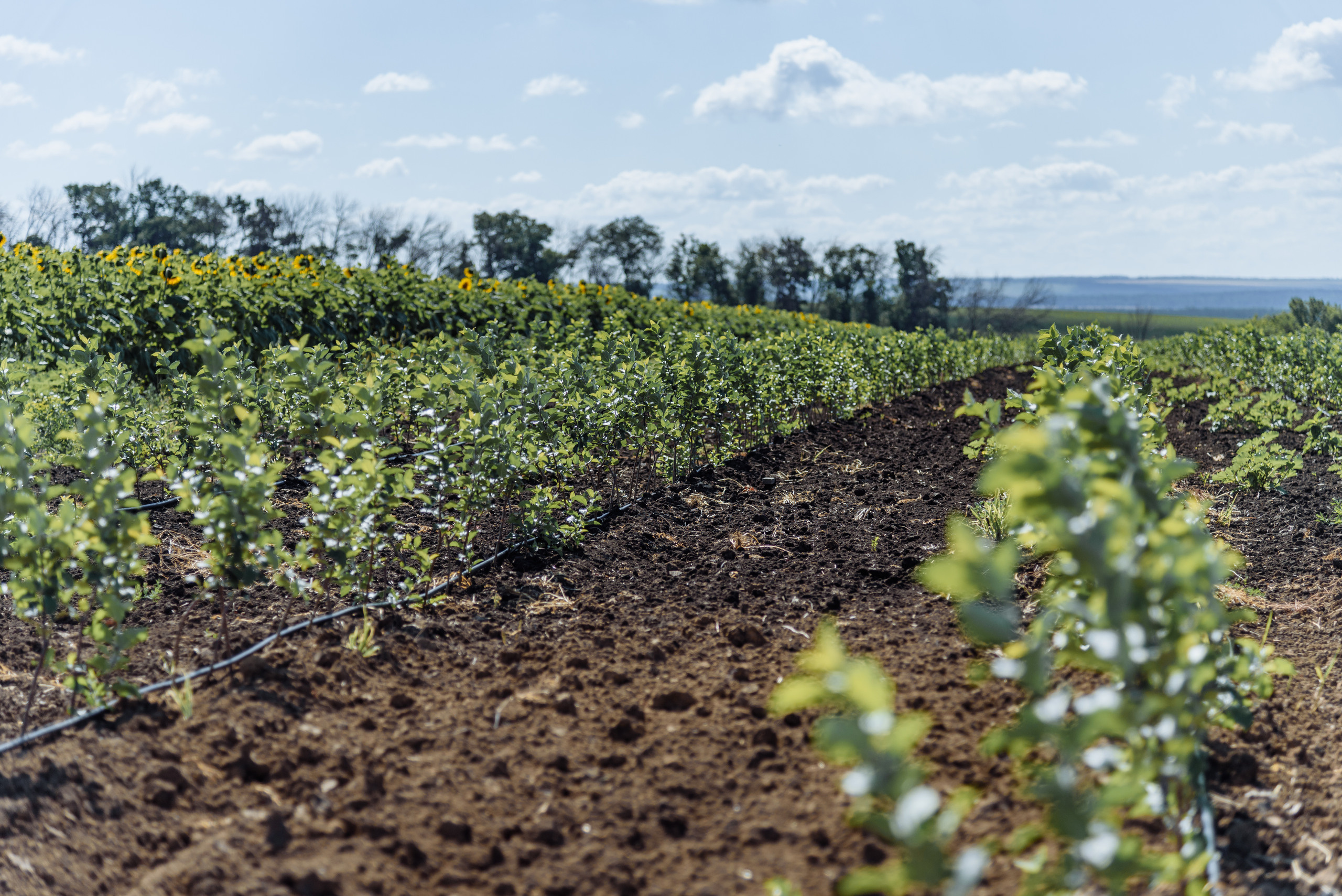 ОстрогожскСадПитомник. Фотограф, видеограф
