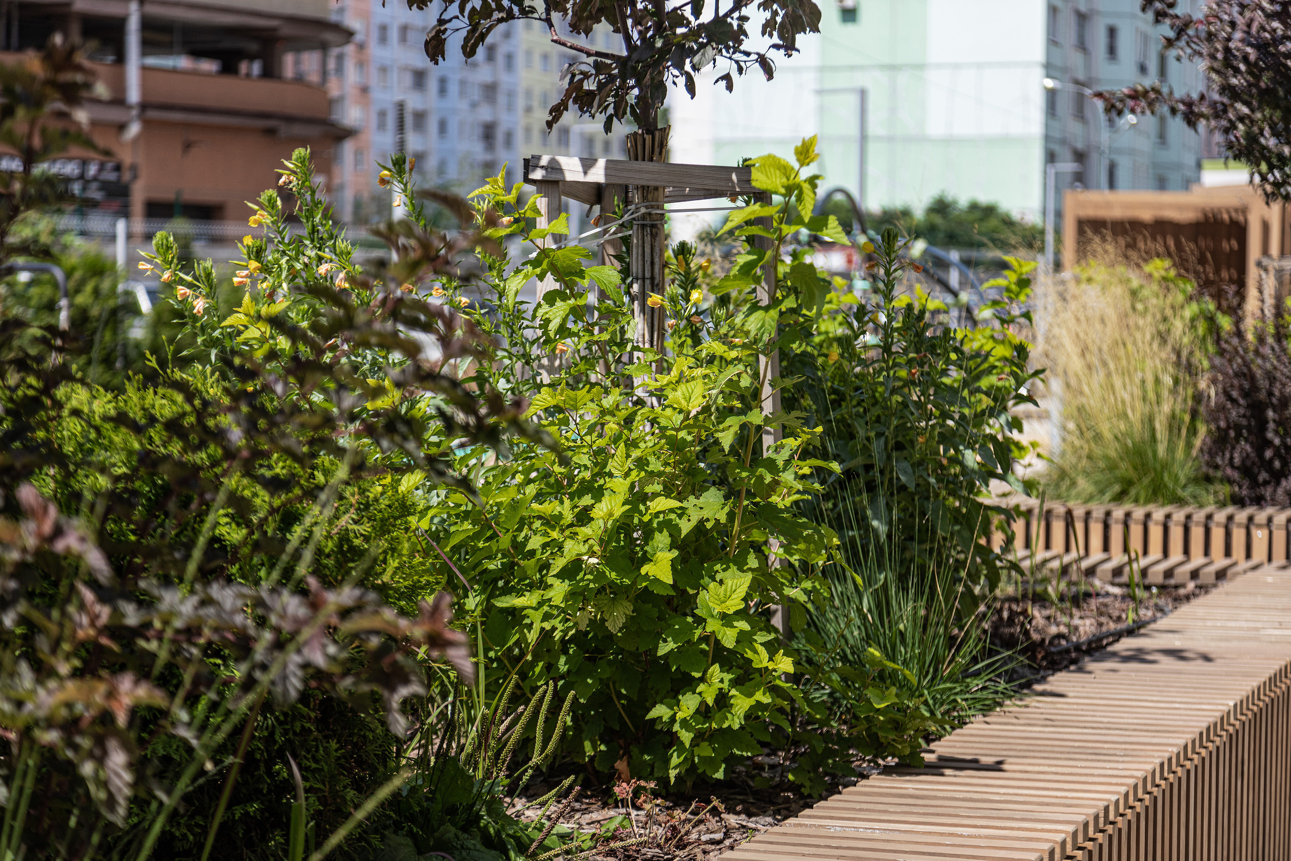 ЖК 5 Столиц, ландшафтный дизайн. Фотограф, видеограф