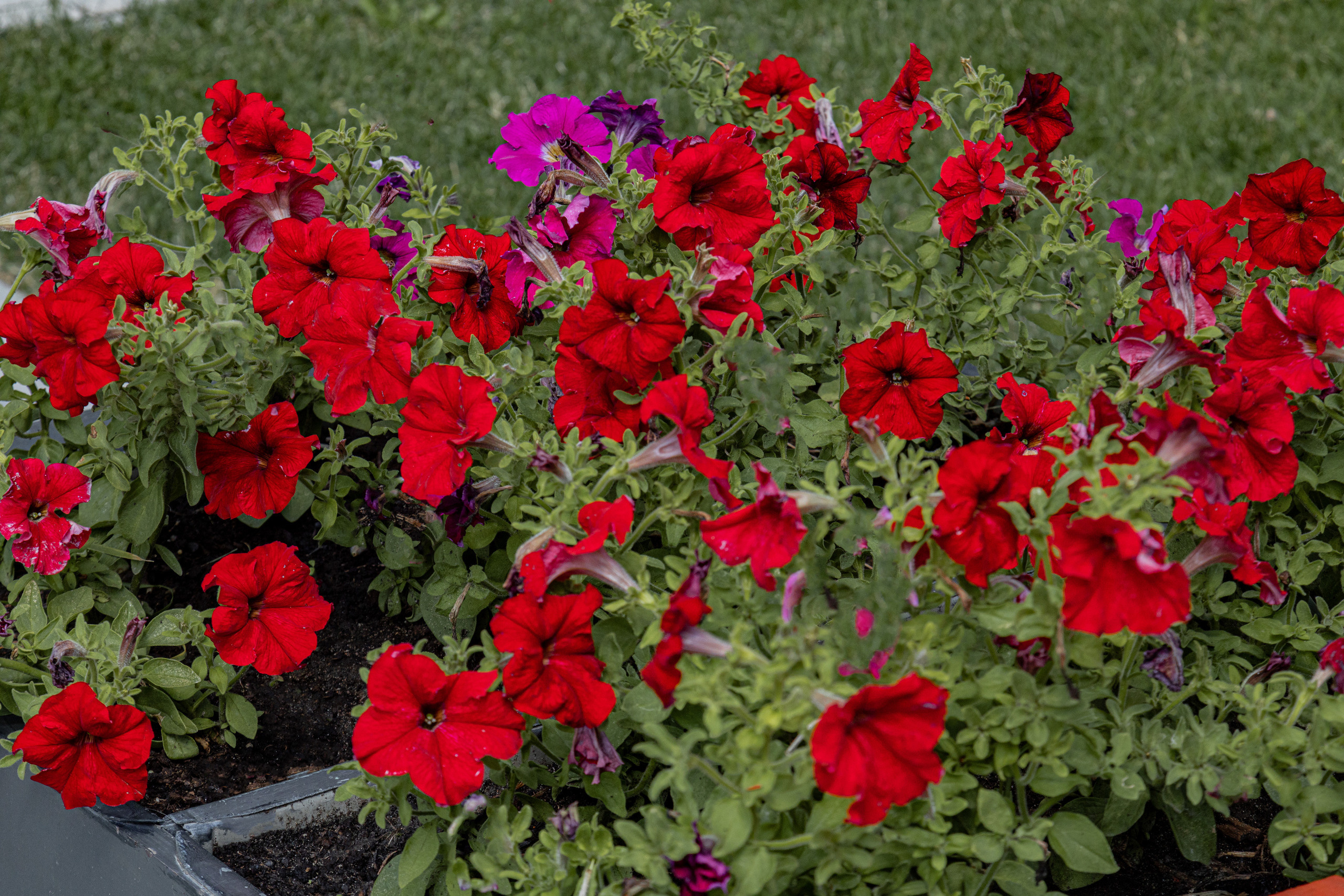 ЖК 5 Столиц, ландшафтный дизайн. Фотограф, видеограф