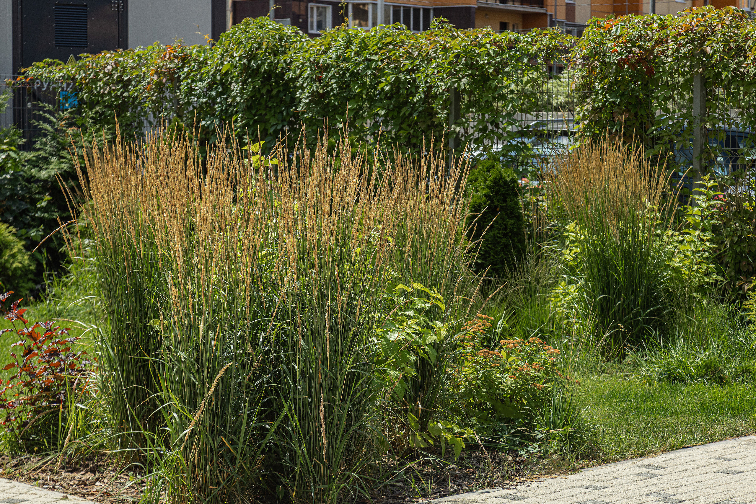 ЖК 5 Столиц, ландшафтный дизайн. Фотограф, видеограф