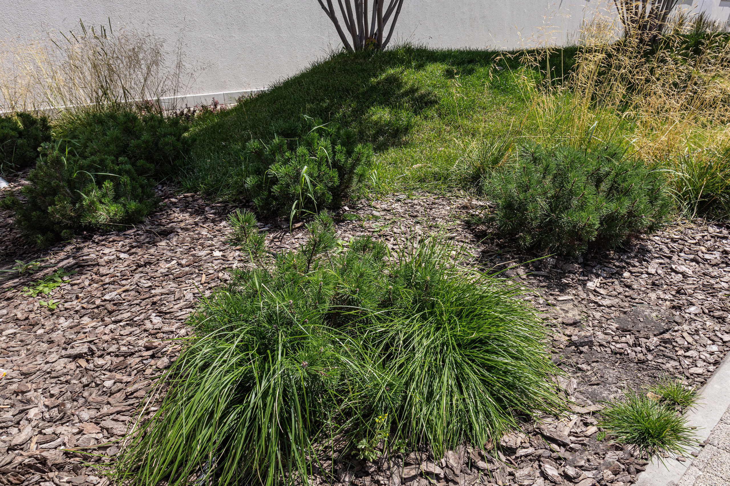 ЖК 5 Столиц, ландшафтный дизайн. Фотограф, видеограф