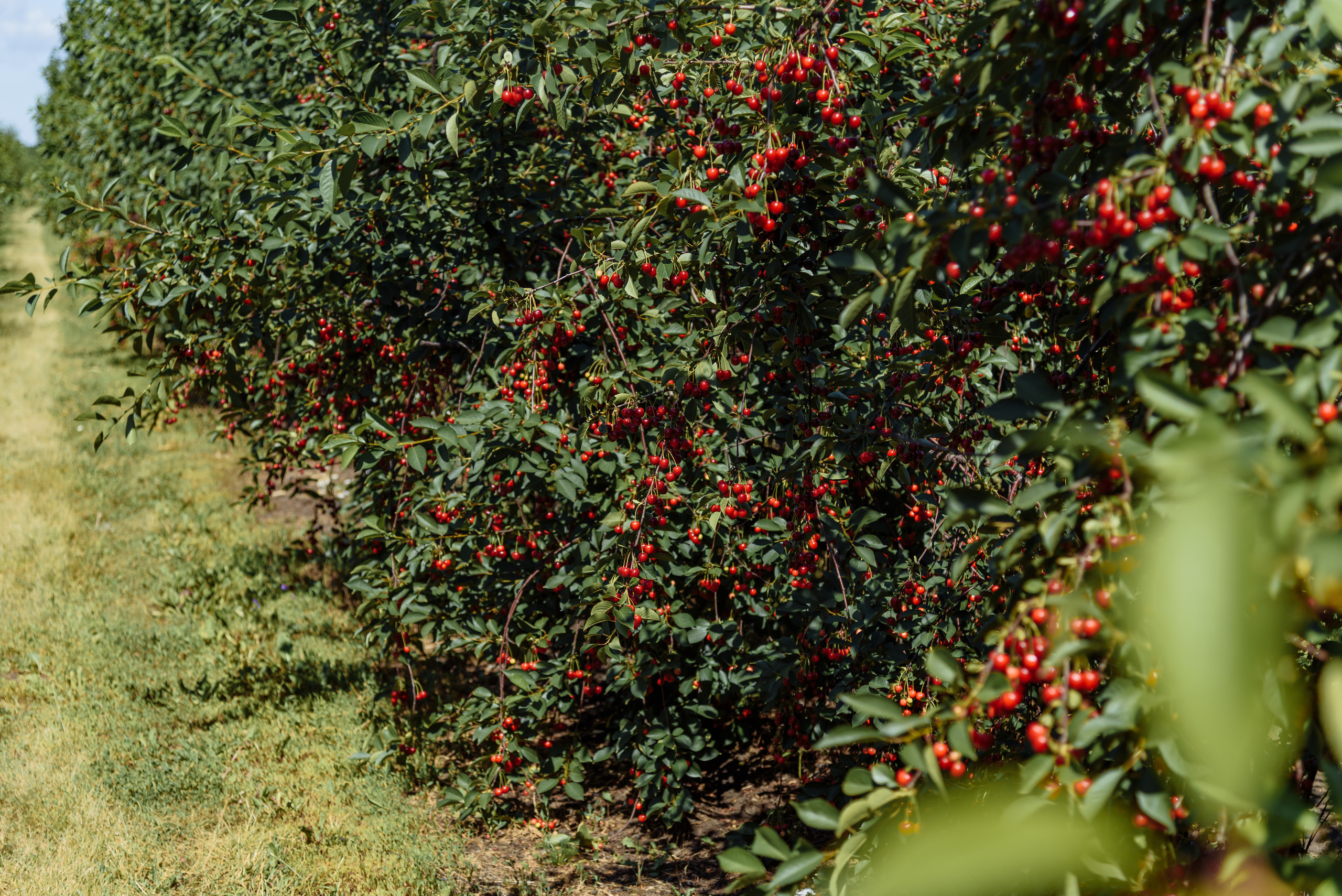 ОстрогожскСадПитомник. Фотограф, видеограф