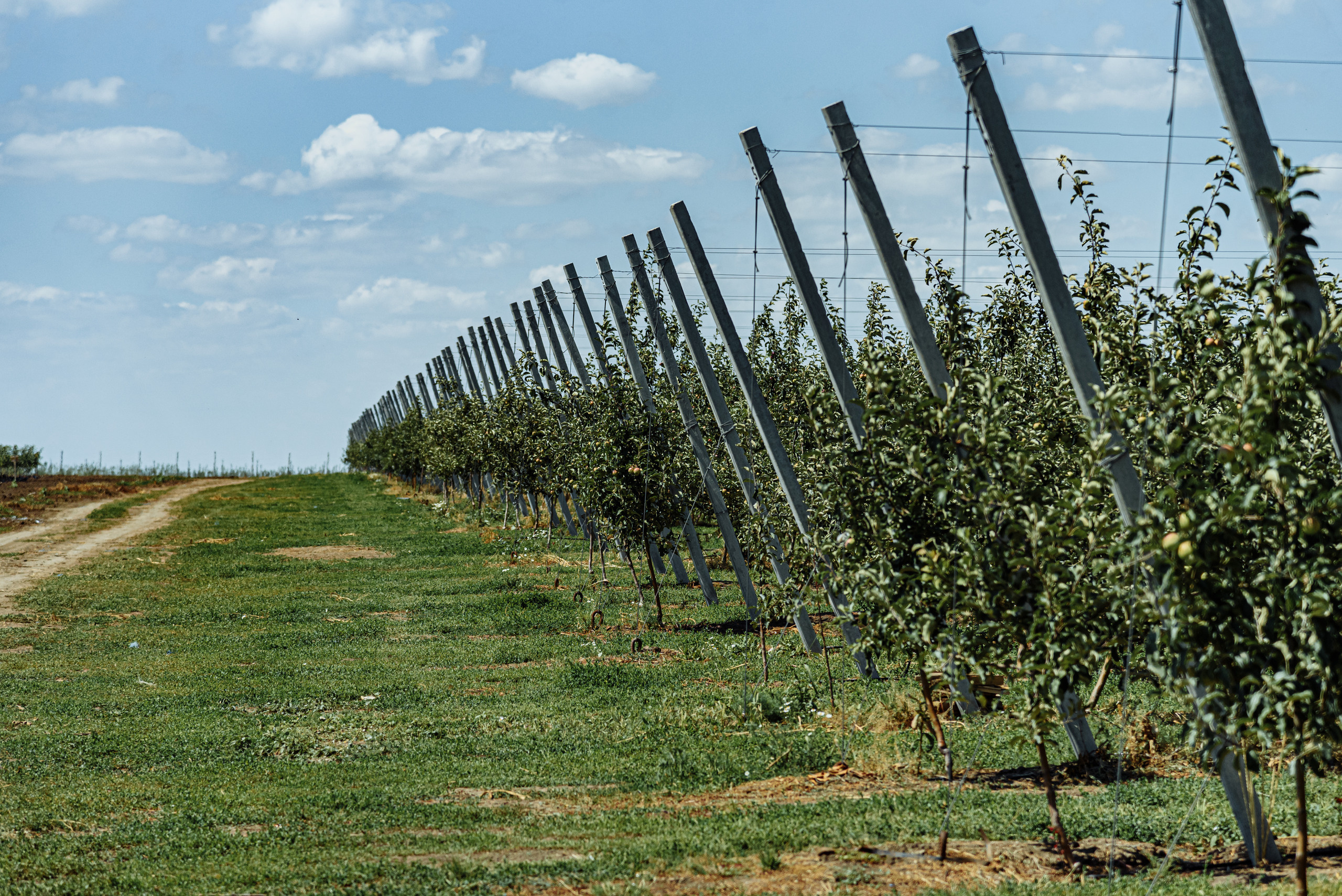 ОстрогожскСадПитомник. Фотограф, видеограф