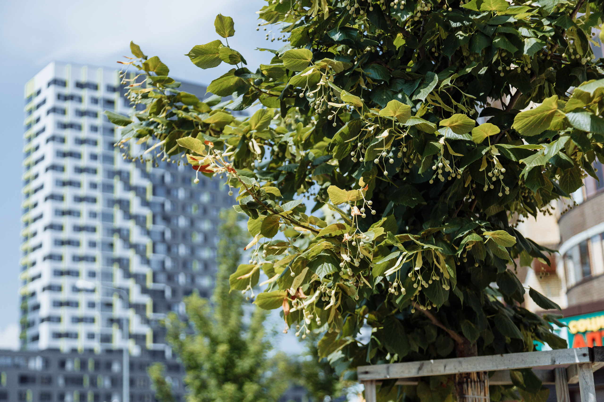 ЖК 5 Столиц, ландшафтный дизайн. Фотограф, видеограф