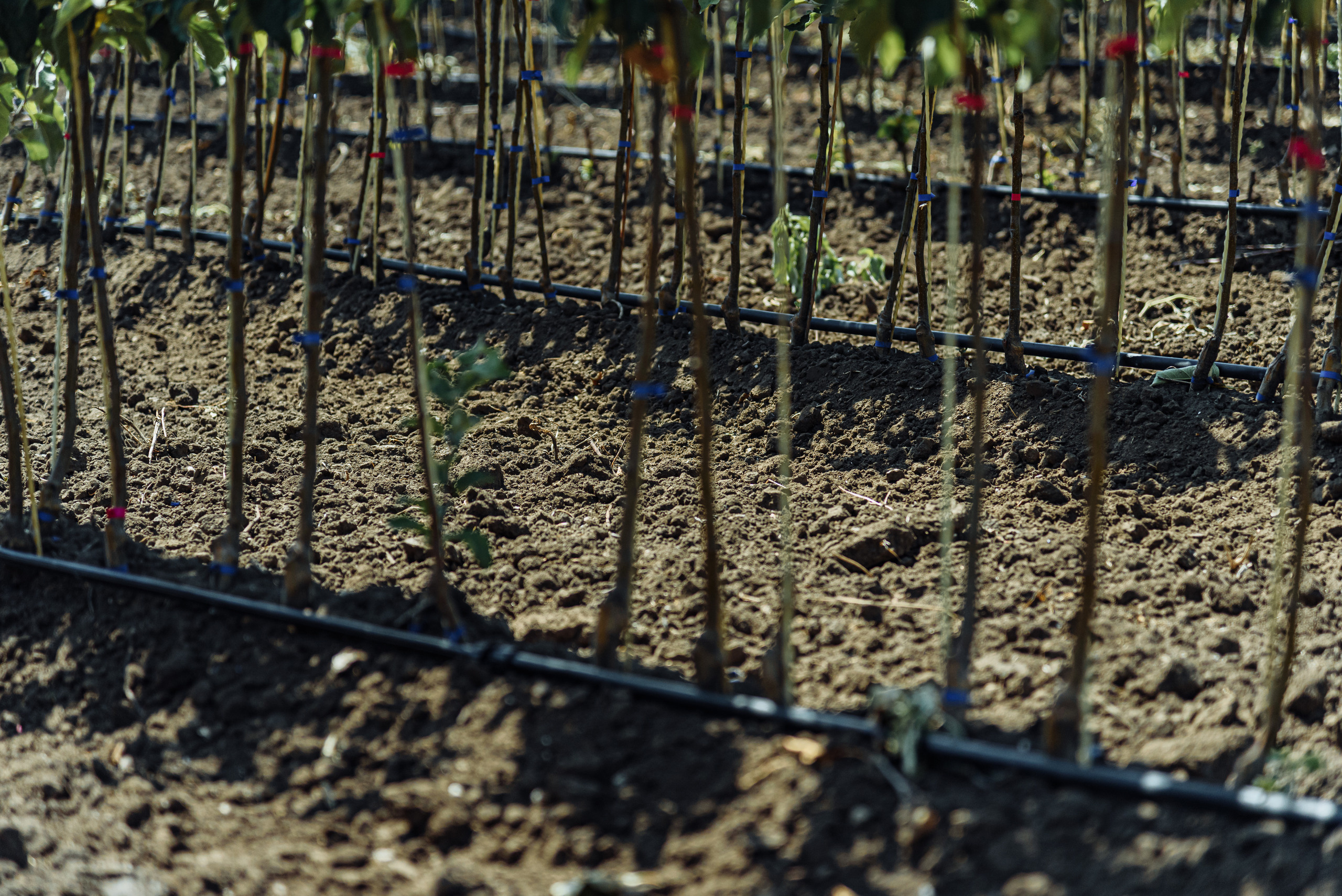 ОстрогожскСадПитомник. Фотограф, видеограф
