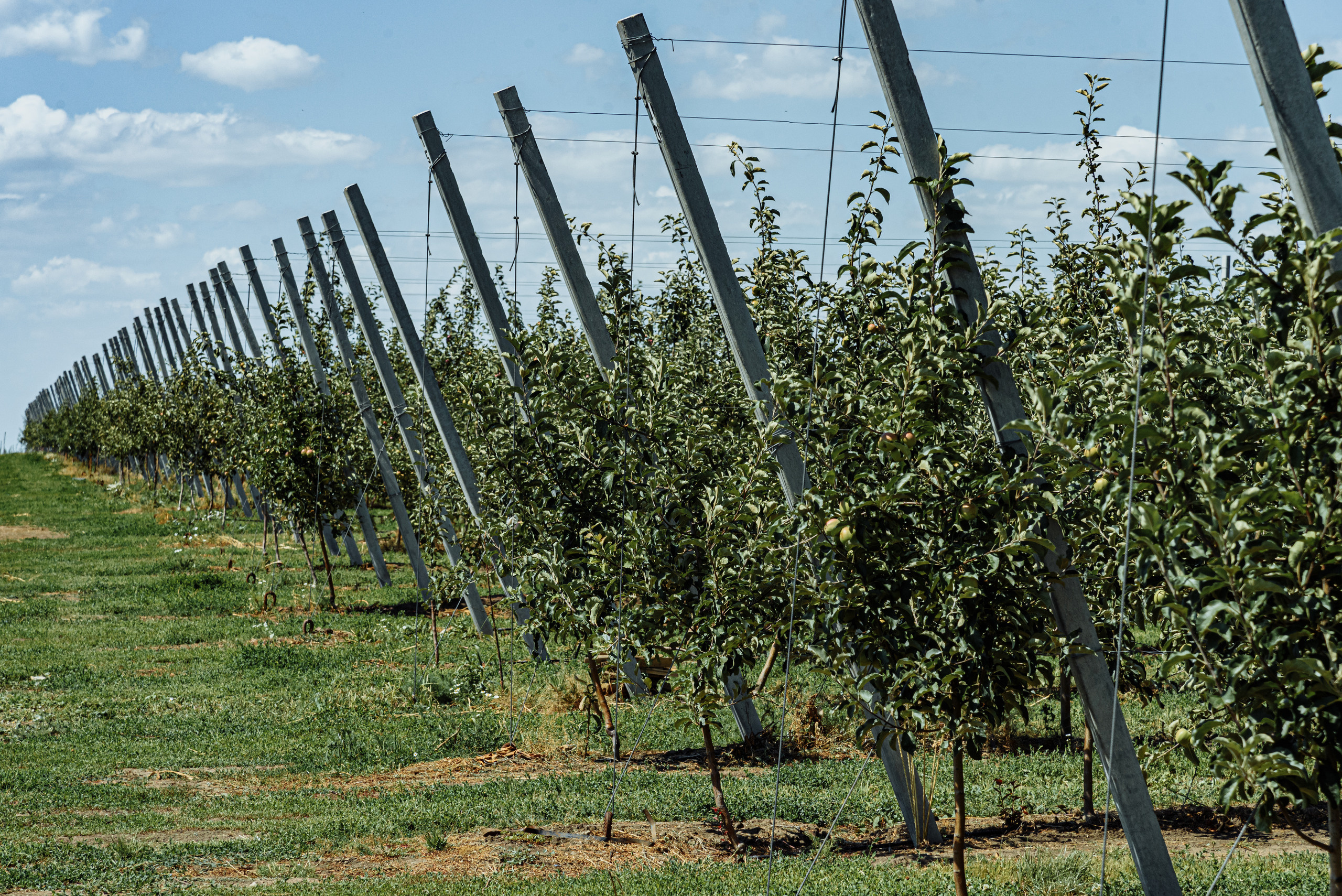 ОстрогожскСадПитомник. Фотограф, видеограф