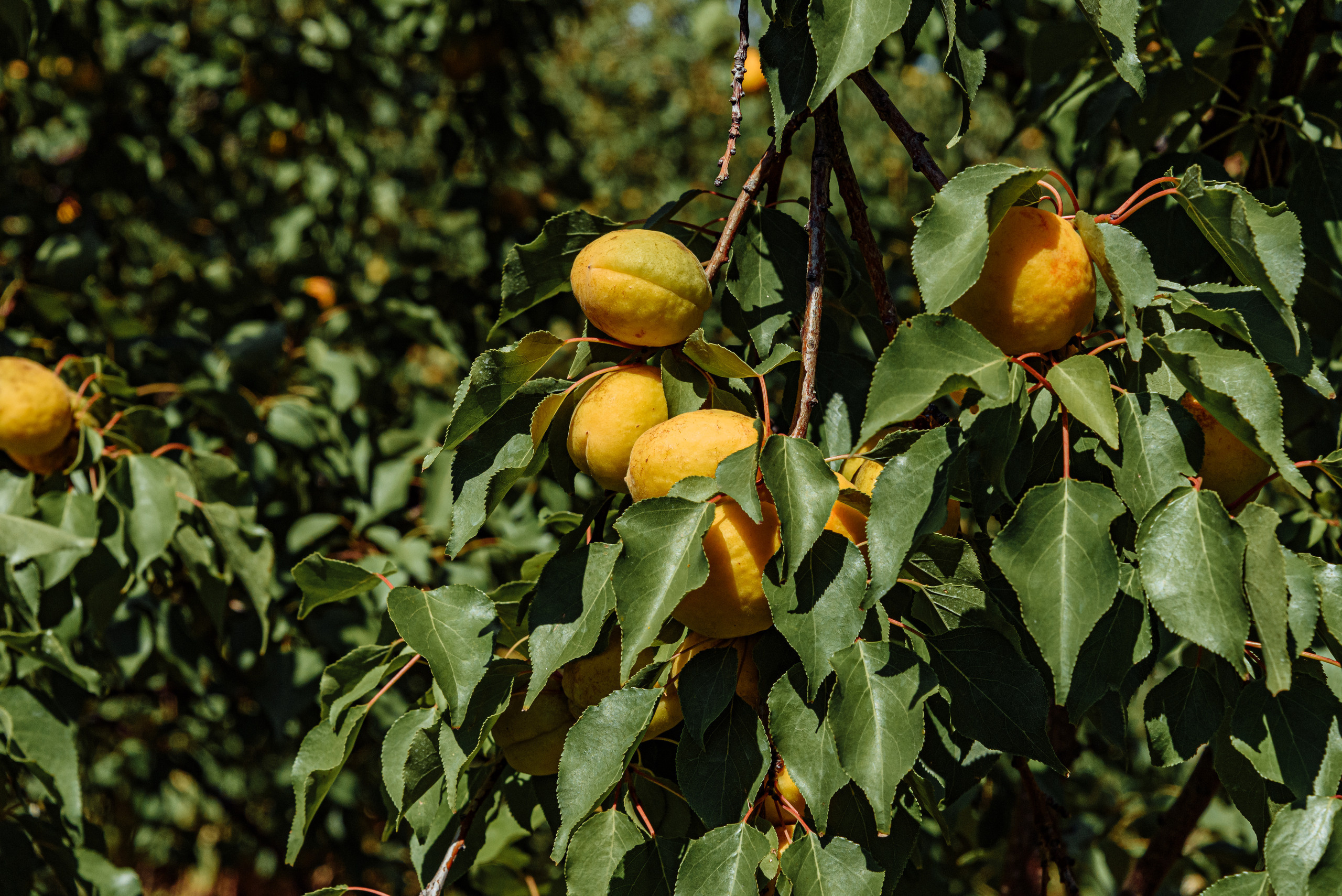 ОстрогожскСадПитомник. Фотограф, видеограф