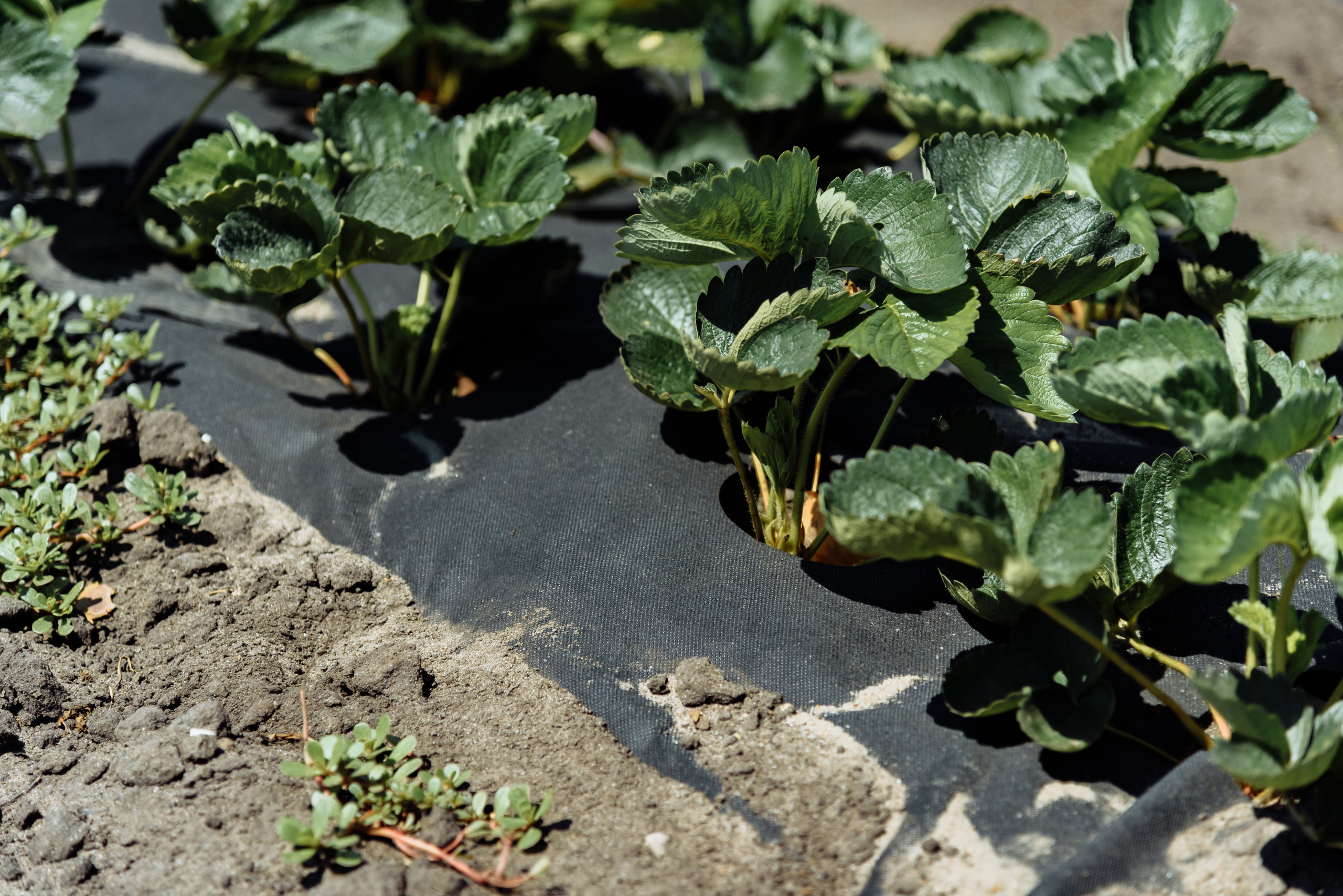 ОстрогожскСадПитомник. Фотограф, видеограф