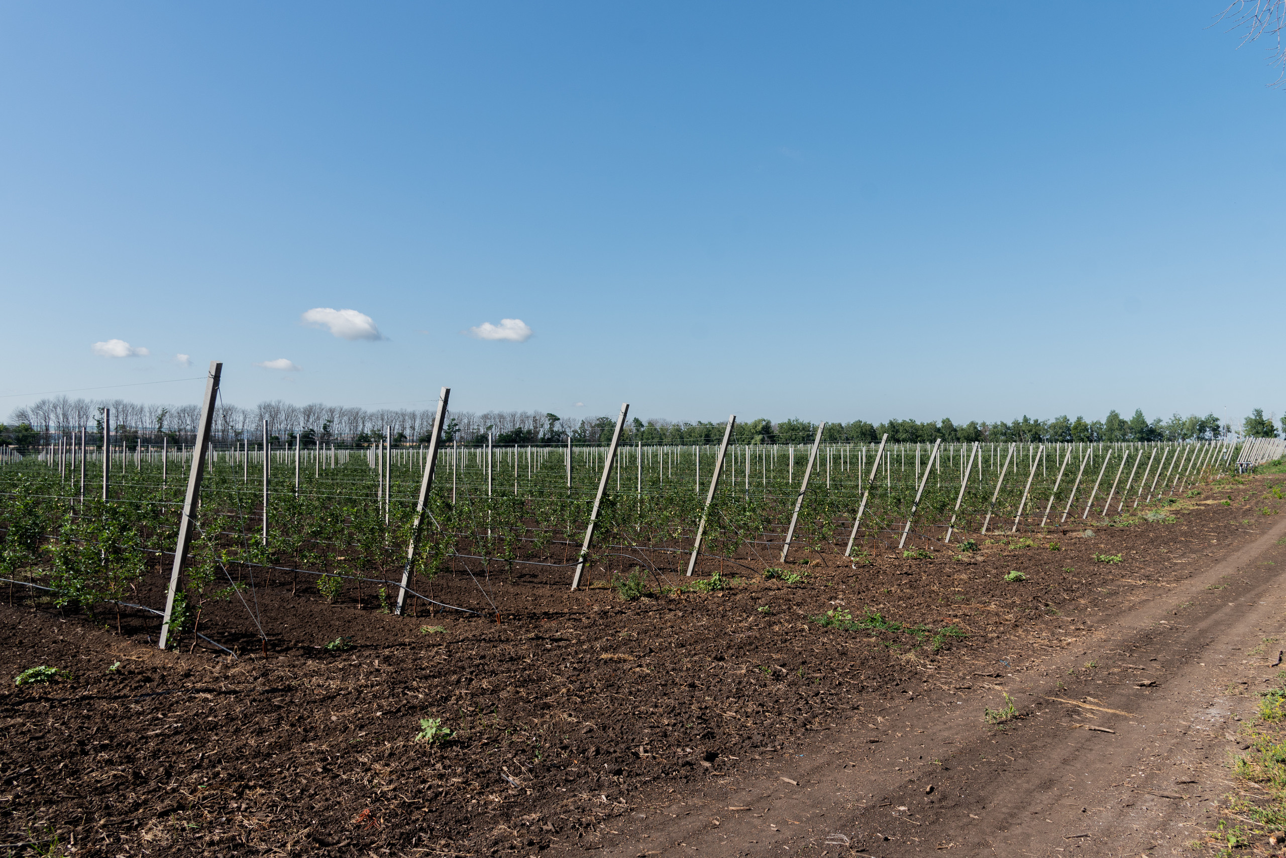 ОстрогожскСадПитомник. Фотограф, видеограф